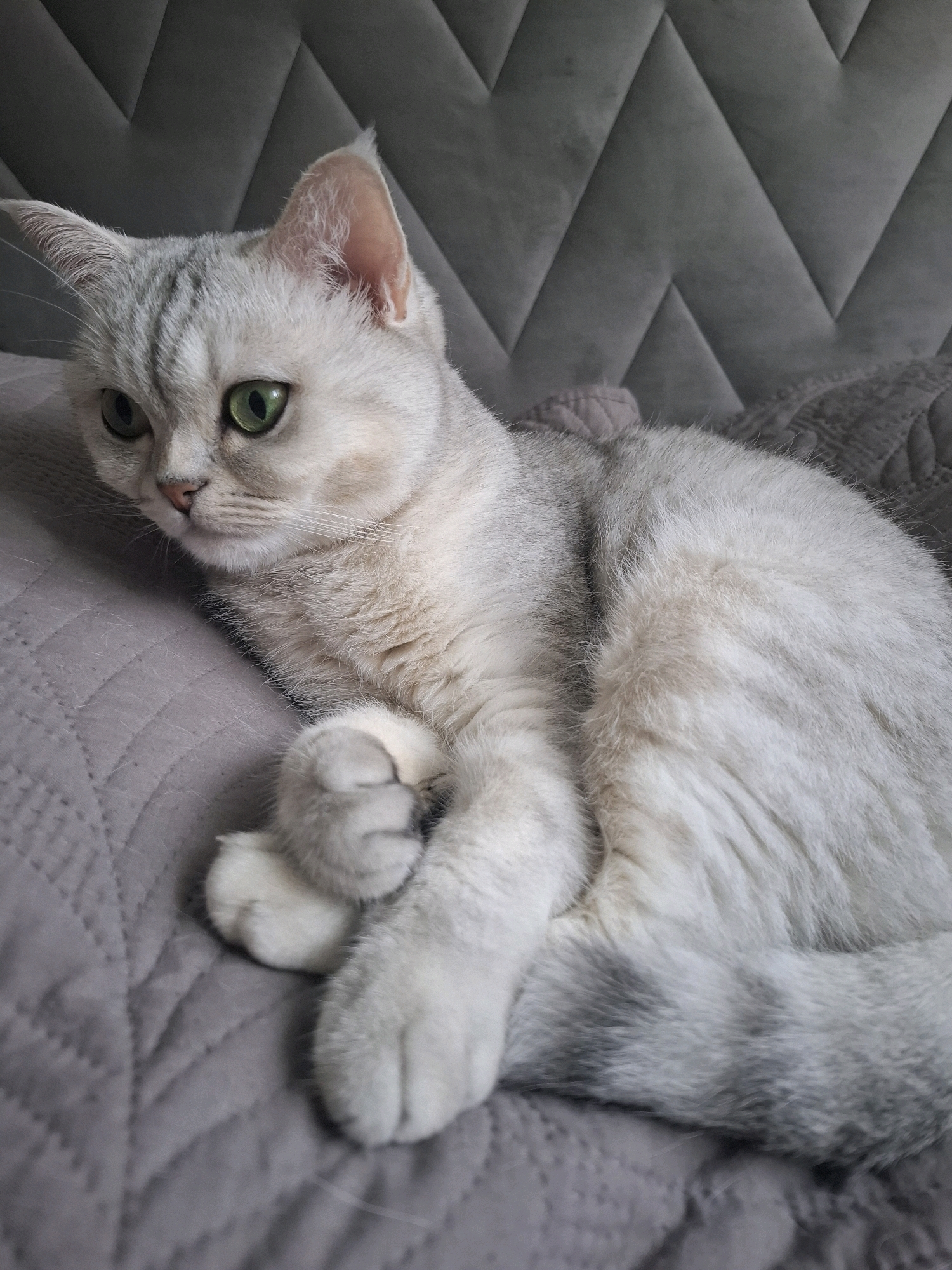 A silver-shaded British Shorthair cat with green eyes is lying on a textured gray surface, possibly a bed or couch, with a patterned headboard in the background. The cat is curled on its side, with its front paws crossed. The lighting is soft, and the image is captured from a slightly elevated angle. There are no people or other animals present. The background consists of a quilted gray fabric with a diamond pattern.