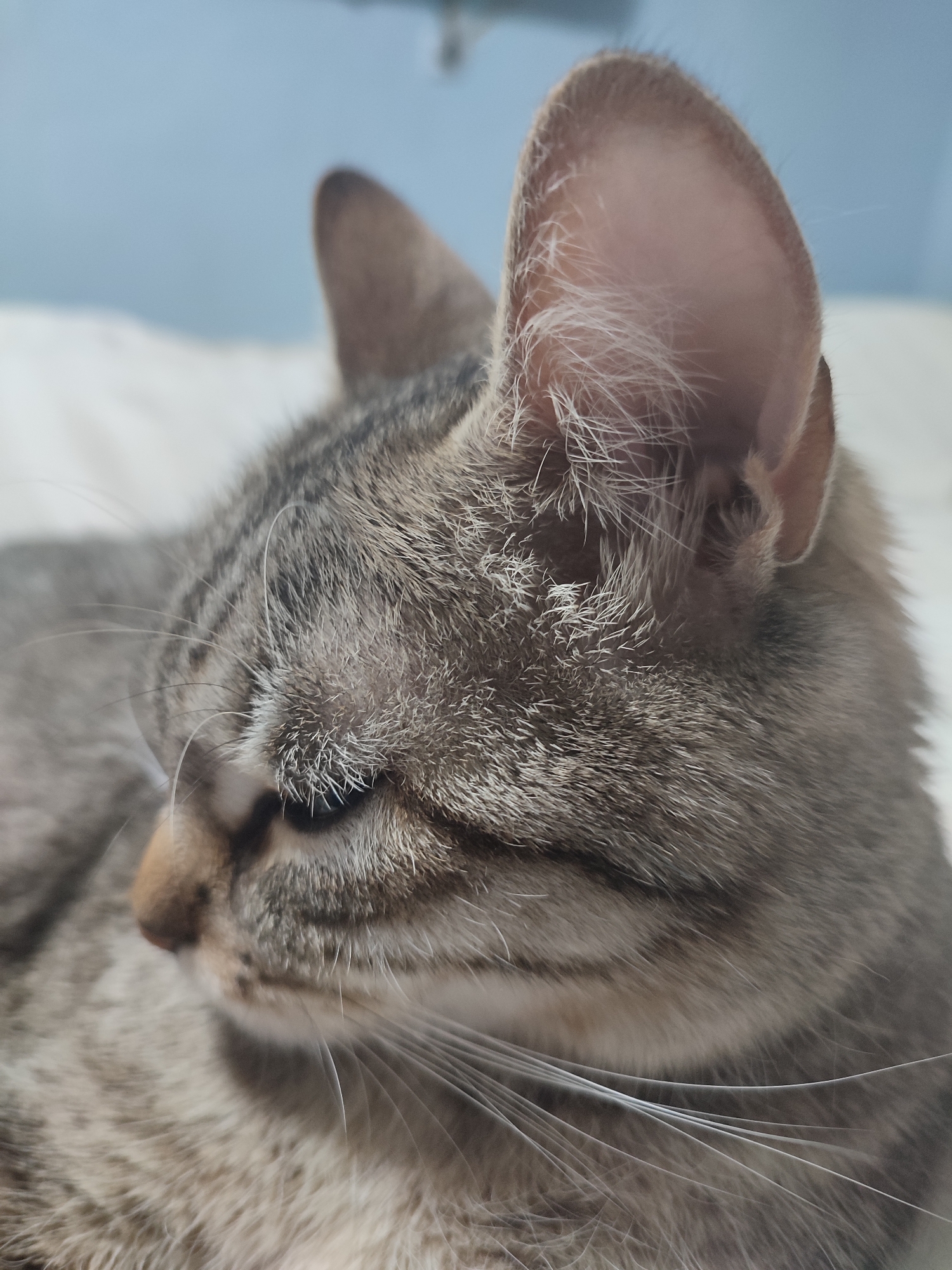 The image depicts a close-up of a tabby cat's head, lying on what appears to be a white bed. The cat is facing towards the left, with its eyes partially closed. Details such as the texture of its fur, the whiskers, and the inner ear are visible. The background is out of focus, suggesting an indoor setting. There is no information about the location.
