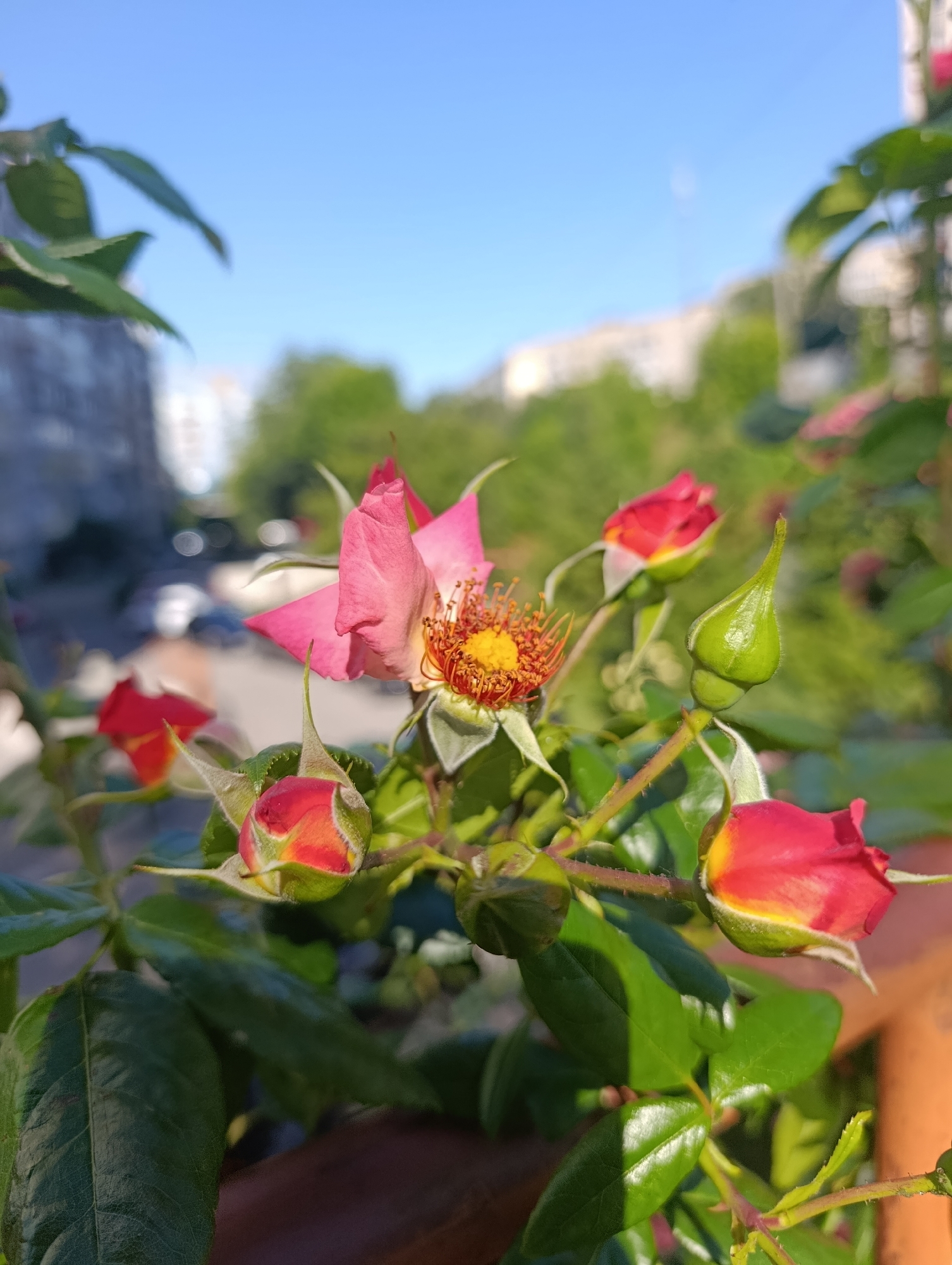 A close-up, eye-level shot captures a cluster of delicate pink and red rose buds and one partially opened pink rose, its center a vibrant yellow, set against a backdrop of a clear blue sky. Lush green leaves and thorny stems of the rose bush fill the foreground and mid-ground, with a hint of a brown railing visible on the lower right. The background is softly blurred, suggesting an urban environment with indistinct buildings and trees, consistent with the location of Doslidne, Ukraine. The lighting indicates it is daytime, likely late afternoon or early morning due to the low angle of the sun casting shadows. There are no people or animals visible in the image.