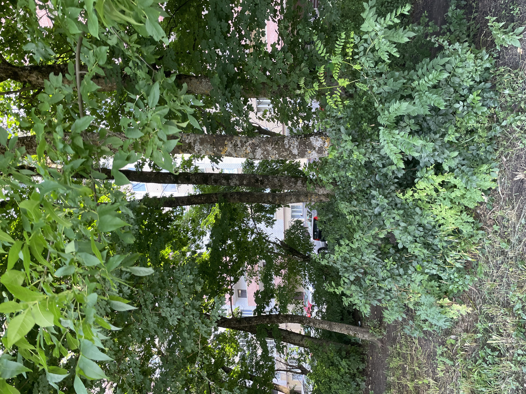 The image depicts a view from ground level, looking through a dense arrangement of trees and foliage towards a multi-story residential building in the background. The foreground is dominated by lush green bushes and grass, with visible tree trunks of varying sizes interspersed among the greenery. Sunlight filters through the leaves, creating dappled lighting on the ground and vegetation.
In the mid-ground, several cars are parked in front of the building, partially obscured by the trees and bushes. The building itself appears to be a typical urban apartment block, constructed with brick and featuring multiple windows. The overall scene suggests an outdoor environment in a residential area, likely a courtyard or common space between buildings. The foliage indicates a temperate climate and possibly the summer season due to the vibrant green leaves.
The specific location in Stavropol, Russia, cannot be determined from the visual information alone. There are no visible signs, landmarks, or specific architectural details that would allow for precise geographical identification. However, the general appearance is consistent with urban residential areas found in many Russian cities.
