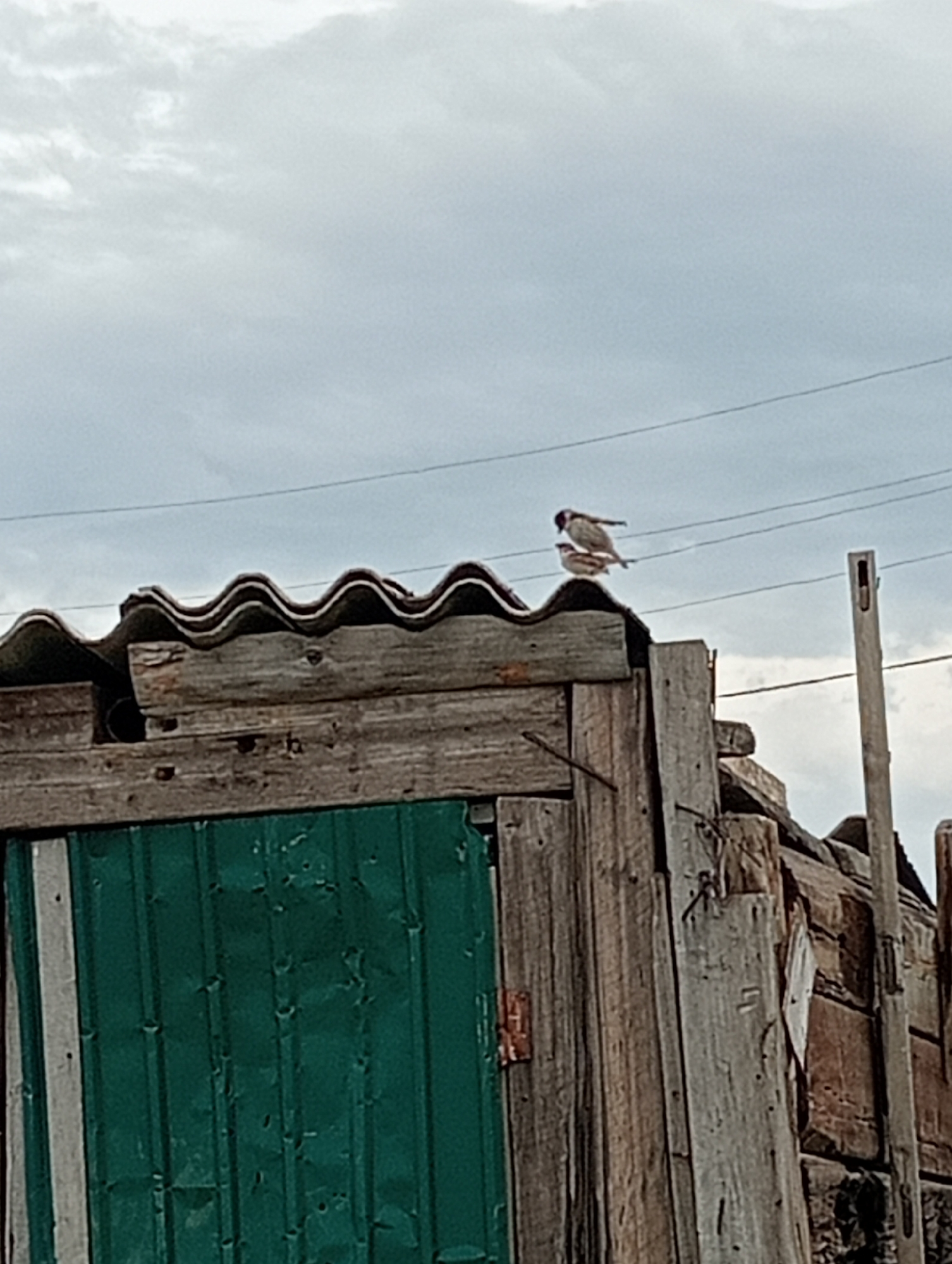 A low-angle, medium shot captures a pair of sparrows perched on the corrugated rooftop of a weathered wooden structure against a cloudy sky. The sparrow on the left, facing right, has its wings slightly extended. The second sparrow, mostly obscured by the first, appears to be perched beneath it. The roof is made of wavy, grey corrugated material, partially covered by wooden planks. The structure's facade is a vibrant green, possibly painted metal or wood, with vertical seams. The surrounding environment is rustic, with visible wooden planks and poles. Power lines stretch across the upper portion of the frame. The overall scene suggests an outdoor, possibly rural or semi-urban, setting with a focus on the birds and their makeshift perch.