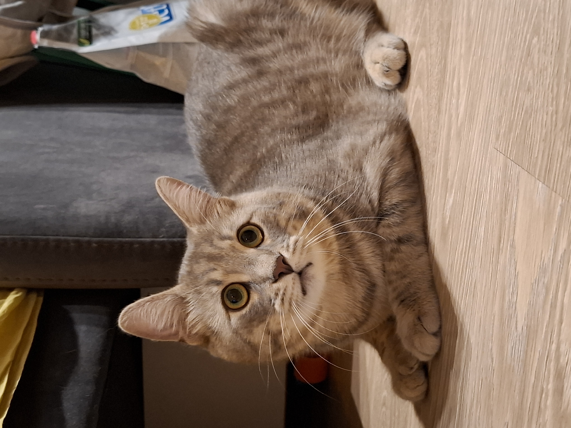 A dilute tortoiseshell cat with green eyes is lying on a light-colored wooden floor. The cat is facing left with its head turned towards the camera. Its fur has a tabby pattern with stripes on its back and tail. The cat's front paws are tucked beneath its chest. In the background, a gray sofa is visible, along with a yellow blanket and a white plastic bag with red and blue writing. The scene appears to be indoors, likely in a residential setting. The location within Zemun Urban Municipality, Serbia cannot be determined from the image alone.