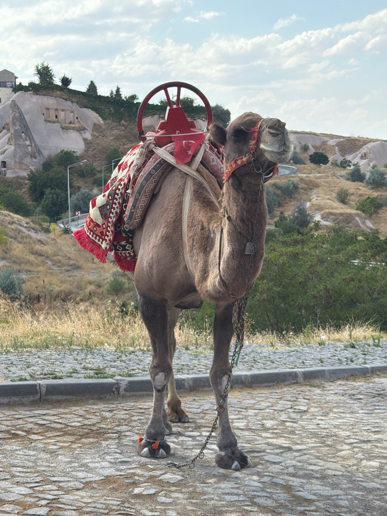 A full-body, eye-level shot captures a dromedary camel standing on a cobblestone street in Uçhisar Beldesi, Turkey. The camel is facing the camera, its head slightly tilted upwards. It is adorned with a red saddle, a patterned blanket with red fringe, and a red halter around its head. A small bell is attached to a chain around its neck. Decorative tassels and beads are visible on its front legs. In the background, a distinctive landscape of eroded volcanic rock formations, characteristic of Cappadocia, rises under a cloudy sky. The terrain is covered with dry grass and scattered green vegetation. The presence of a street light and a road sign on the left side of the frame suggests an inhabited area within the scenic natural environment.