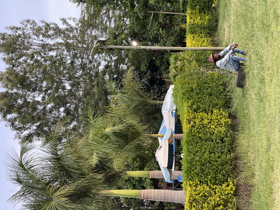 This image captures a tranquil outdoor scene, likely a garden or resort area in Makuyu, Kenya, abundant with lush vegetation and open space. A solitary figure is seated on a low, dark-colored bench or step on the right side of the frame. This individual, appearing to be male, is dressed in a light-colored long-sleeved shirt, blue jeans, and a reddish-brown wide-brimmed hat, with dreadlocks or long braided hair. He is positioned facing left, seemingly relaxed or resting in a contemplative posture.
The setting is characterized by diverse plant life. Tall, dense trees with dark green foliage form the backdrop, while several prominent palm trees with thick, textured trunks and large fronds stand in the mid-ground on the left. A well-maintained hedge, showcasing varied shades of green, runs across the mid-ground, bordering a grassy lawn that extends to the foreground. Beyond the hedge, partially obscured by the palm trees, are several large outdoor umbrellas or canopies, some white and others with blue and white stripes, suggesting an area for seating or dining.
Near the center, a wooden pole equipped with a solar panel and a light fixture indicates a solar-powered lighting system. Another similar pole is visible further in the background. The ground is covered by a neat, green grassy lawn. The bright, largely featureless sky suggests daytime, possibly under overcast conditions or diffuse sunlight, contributing to the calm ambiance. No visible text is present in the image. The scene conveys a sense of peaceful relaxation amidst natural beauty.