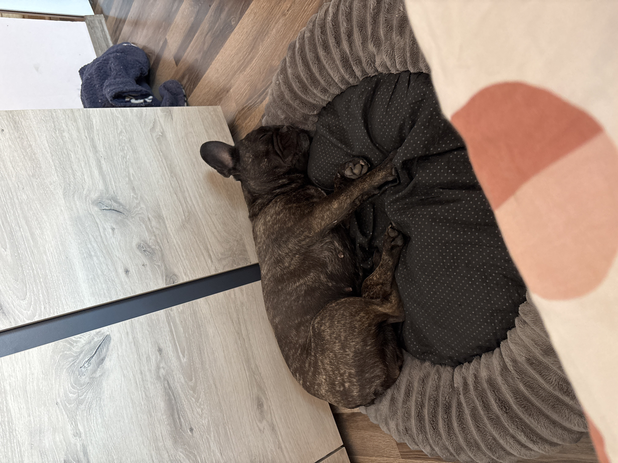 A brindle French Bulldog is asleep in a round, gray, corduroy-textured dog bed. The bed has a dark gray padded interior. The dog is curled up with its paws tucked in close to its body. The dog bed is positioned next to a light-colored wooden cabinet or drawer unit with a dark gray handle. A folded dark blue garment sits on top of the cabinet. The floor appears to be made of light brown wood. A portion of a light pink and white object is visible on the right side of the frame. The location of the image is not discernible based on the visible elements.
