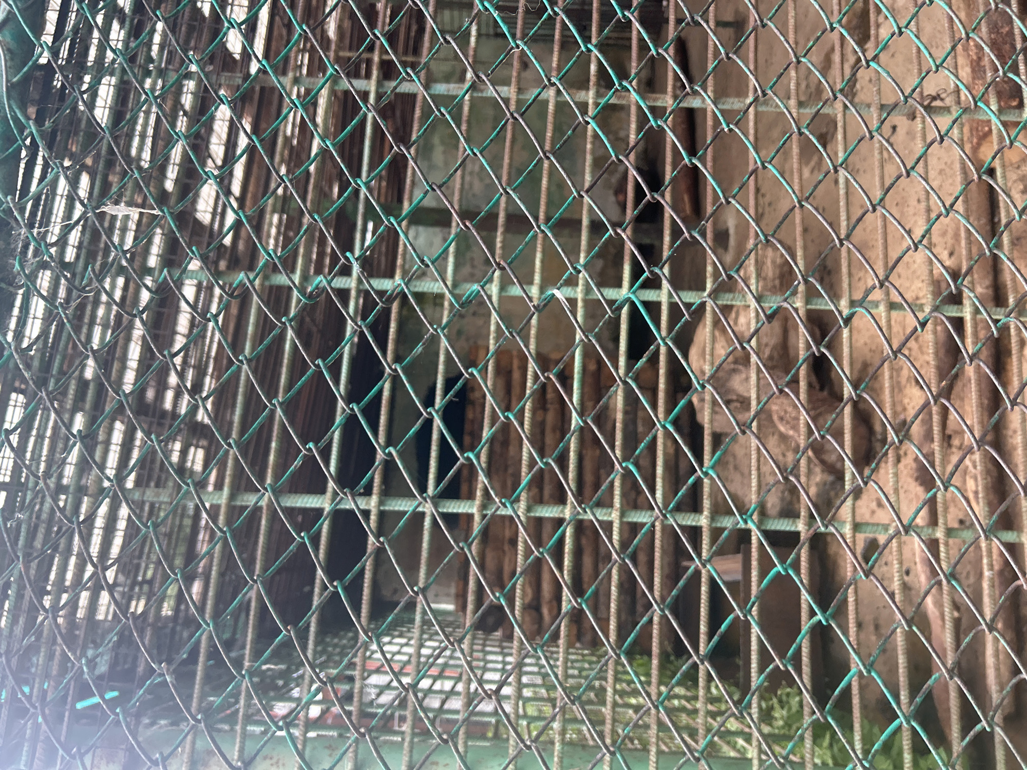 A wire mesh fence, painted green, is in the foreground of the image. The fence has diamond-shaped openings and is somewhat rusted. Behind the fence, there is an enclosure with wooden beams and a dirt floor. In the background, a dark-colored animal is partially visible, resting on the wooden beams. The environment appears to be an outdoor enclosure, possibly in a zoo or wildlife park. The location is identified as Bolsherechye, Russia.