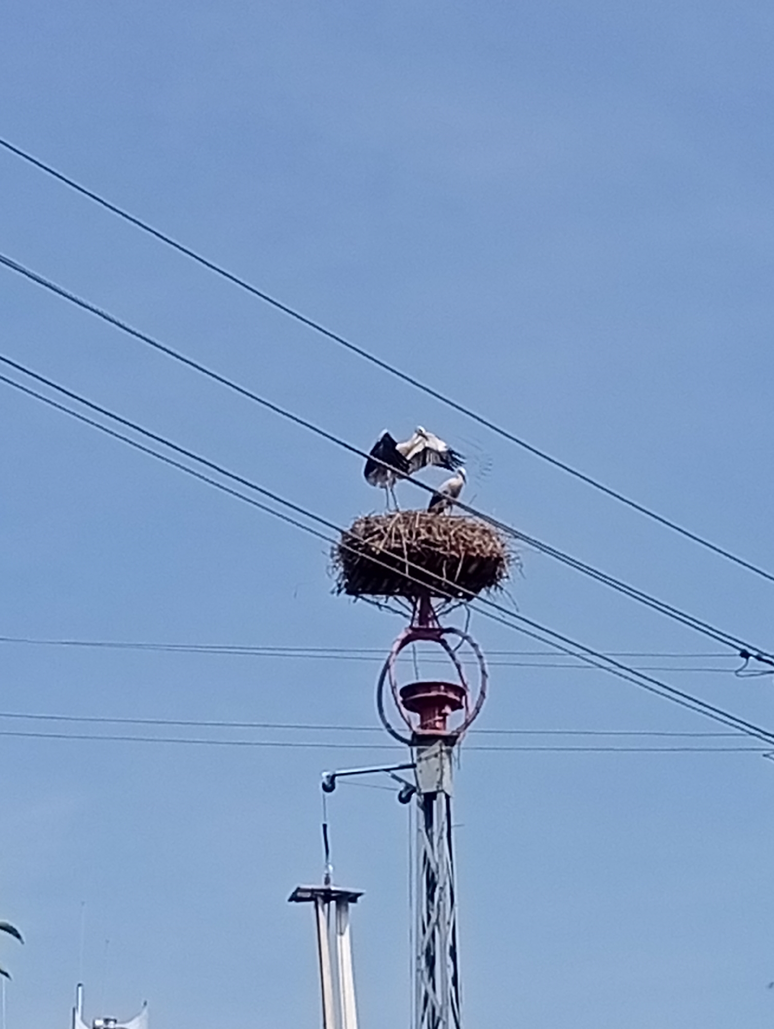 The image shows a nest built by storks on top of a utility pole. Two storks are visible in the nest. The nest is constructed from twigs and other natural materials and is perched on a platform atop the pole. Multiple power lines are visible in the foreground, running horizontally across the frame. The sky is clear and blue. The scene appears to be set in an outdoor, possibly rural or suburban, environment. The utility pole itself is metallic with some decorative elements at the top. The image has a slightly blurry quality, suggesting it may have been taken with a mobile phone or from a distance. Based on context, this scene is located in Brzezia Łąka, Poland.
