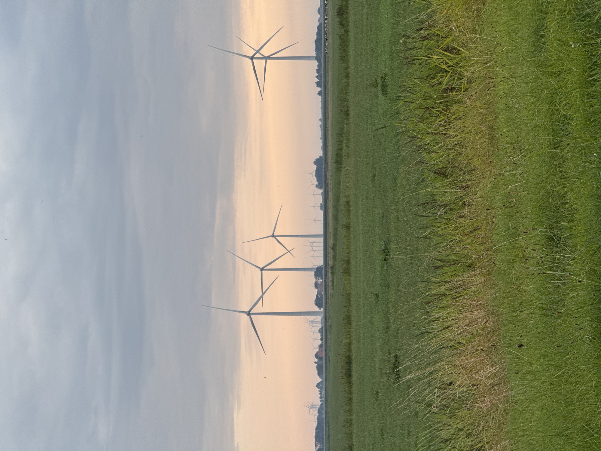 The image shows a wide view of a rural landscape with numerous wind turbines visible in the background. The sky is overcast with pale clouds, transitioning to a soft orange hue near the horizon, suggesting either dawn or dusk. In the foreground, a lush green field dominates the lower half of the frame, with some taller grasses and reeds growing closer to the viewer. A line of trees and some buildings are visible in the middle ground, interspersed with more wind turbines. Further in the distance, the silhouettes of many more wind turbines extend across the horizon. The scene appears to be a wind farm located in or near Pingjum, Netherlands, an area known for its flat terrain and agricultural landscape dotted with wind energy infrastructure. There are no people or animals clearly visible in the image.