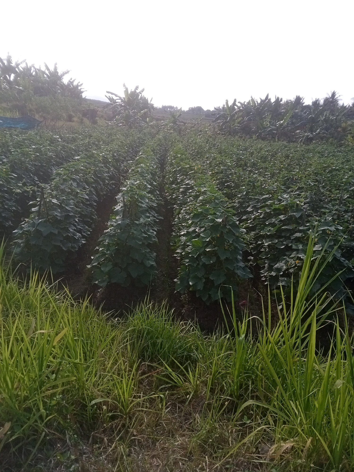 This is a photograph of a field of plants, possibly cucumbers, in rows. The plants are lush and green, with large leaves. Some of the plants are supported by stakes. In the background, there are banana trees and a hazy sky. The foreground is dominated by tall grasses. The overall impression is of a rural or agricultural setting.