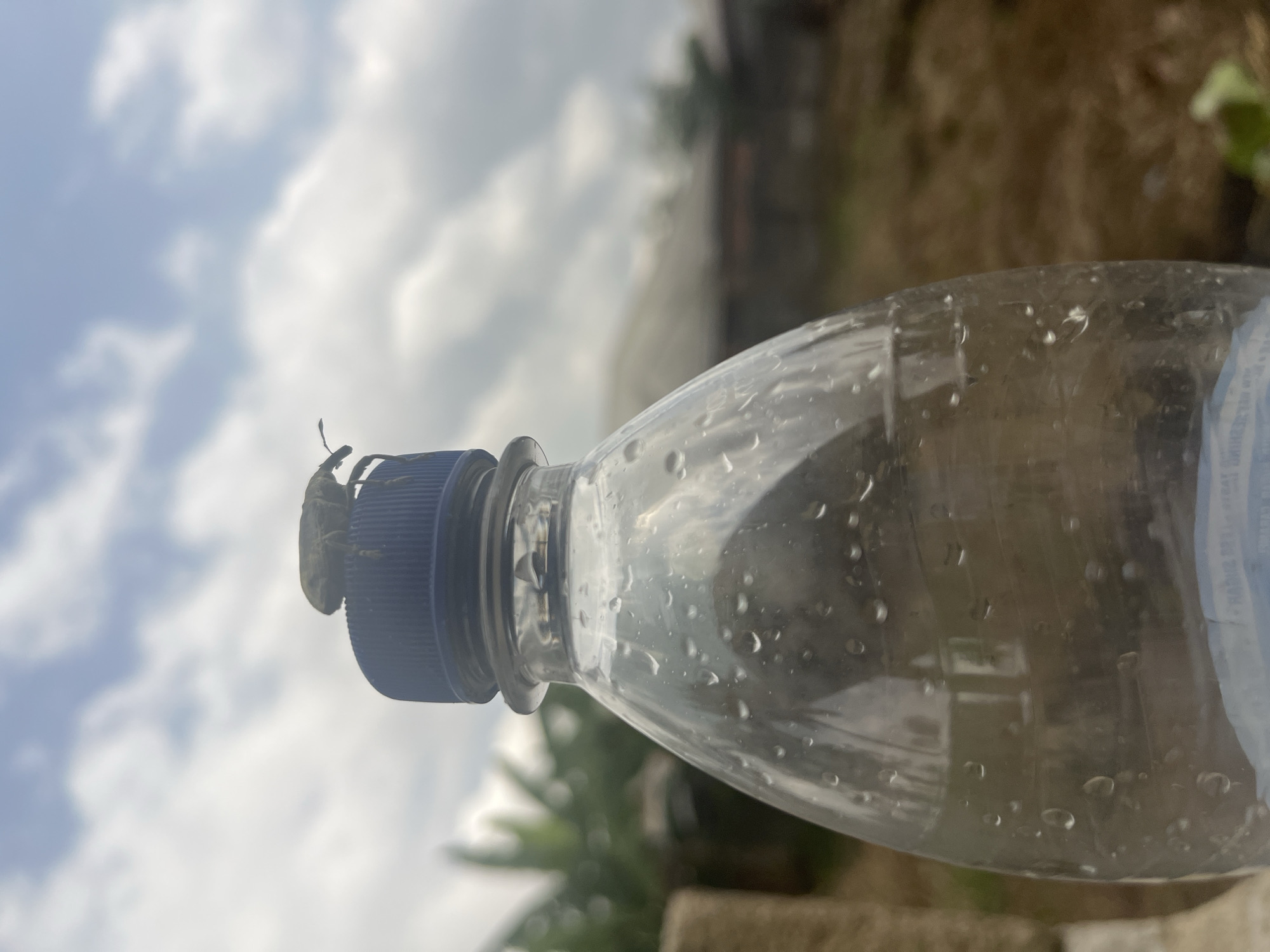 The scene is located in Ikot Ekpene, Nigeria. A green-brown insect, resembling a weevil or broad-nosed beetle, is positioned centrally atop the dark blue, ribbed screw cap of a clear plastic bottle. The insect's head faces slightly left, with visible antennae. The bottle is partially filled with a clear liquid, possibly water, and its exterior is covered with numerous small, distinct water droplets. Faint text from a label is discernible on the lower portion of the bottle. The background consists of an overcast sky with diffuse white and light grey clouds dominating the upper frame. In the mid-ground, blurred green foliage is visible on the left, while to the right, indistinct structures consistent with residential or utility buildings featuring dark roofs are present, along with areas of brown, exposed earth or dry vegetation. No human subjects are present.