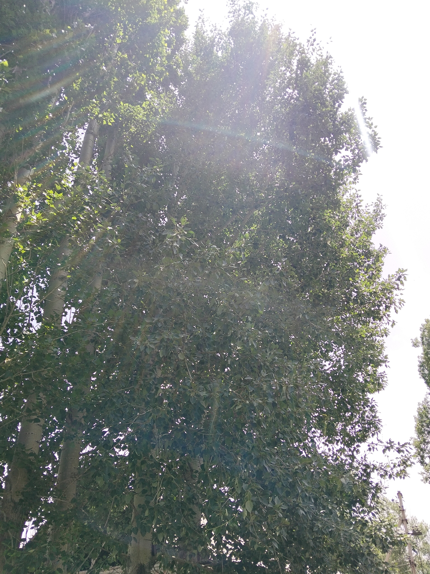 The image shows a tall tree with dense green foliage, its trunk visible on the left. Sunlight streams through the leaves, creating lens flare effects. The sky is bright white, suggesting it is daytime. In the lower right corner, a portion of a utility pole with wires is visible, indicating an urban or semi-urban setting. The scene is likely located in At-Bashy, Kyrgyzstan, given the provided context, and depicts a common natural element within a human-altered landscape. There are no people or animals in the frame.