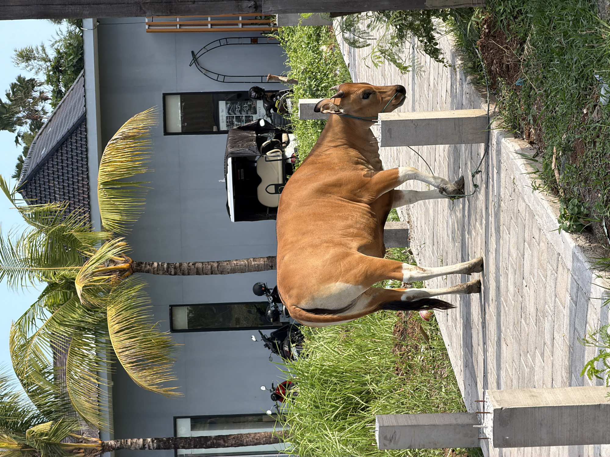 A brown cow stands on a paved walkway next to lush green grass and palm trees. In the background, a modern building with large windows and a dark roof is visible. A golf cart and several motorcycles are parked in front of the building. The cow is tethered by a rope around its neck and is facing to the right, looking away from the camera. The sun appears to be high in the sky, casting shadows. The scene suggests a warm, tropical environment, possibly a resort or a residential area in Mengwi, Indonesia. There is no visible text in the image.