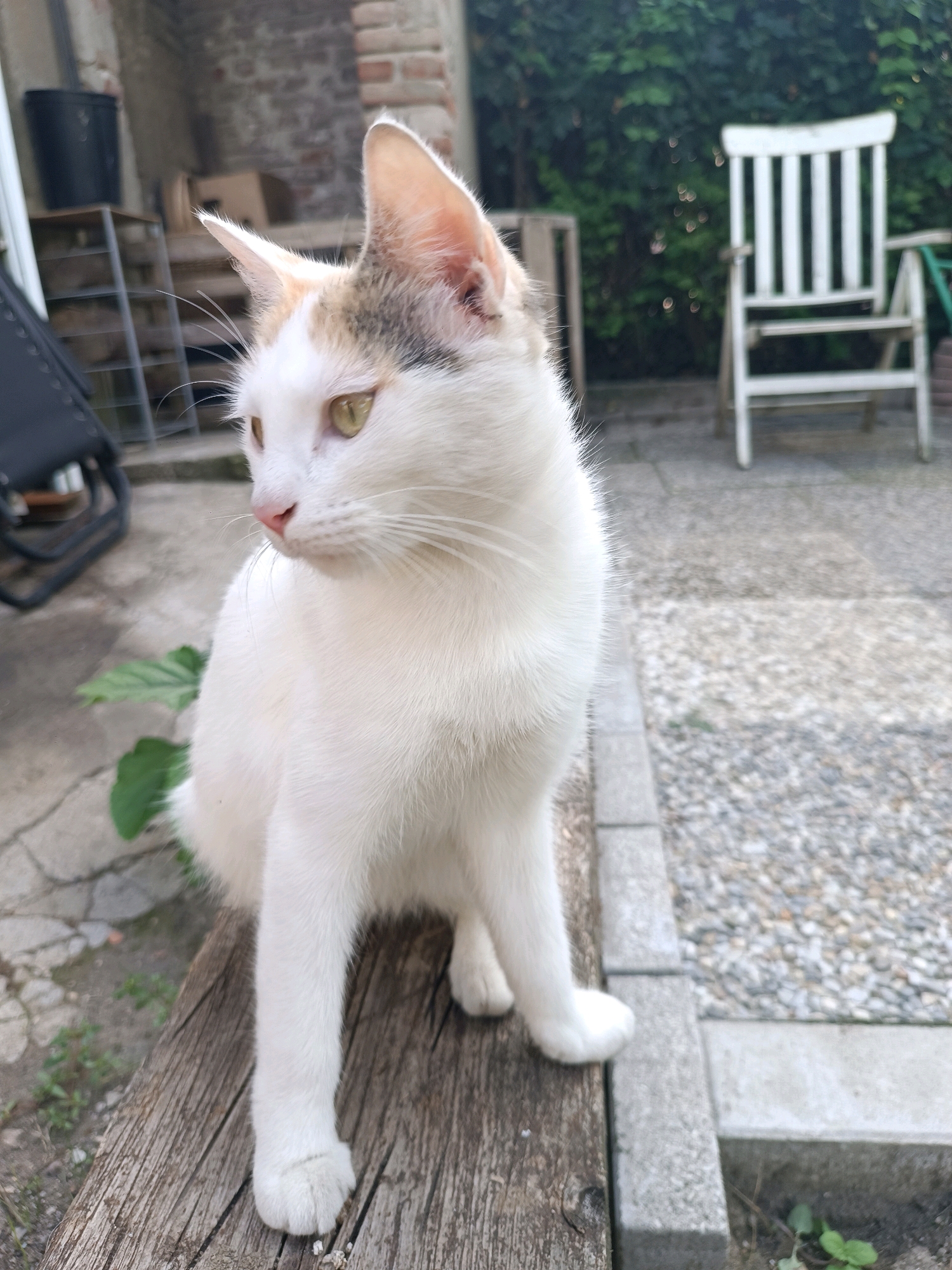 A white cat with patches of brown and gray on its head is sitting on a weathered wooden plank in an outdoor setting. The cat is looking to its left, with its body angled towards the right. In the background, a white wooden chair with vertical slats is visible, along with dense green foliage. The ground is a mixture of concrete and gravel. The scene appears to be a backyard in Viadana, Italy, with a brick wall and shelving unit also present in the background.