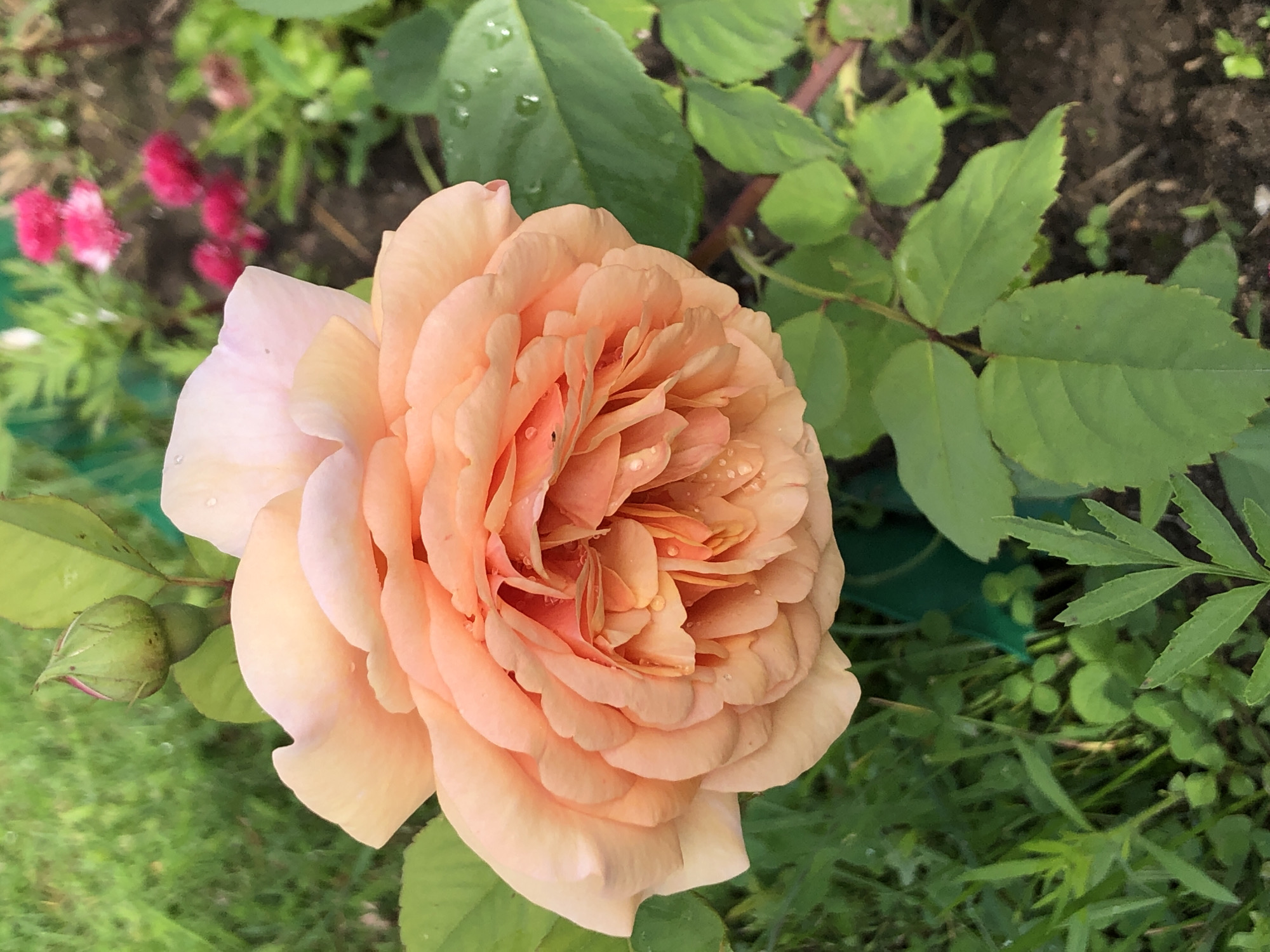 A close-up, eye-level shot captures a vibrant peach-colored rose in full bloom, its petals layered densely with delicate water droplets. To the upper left, a green rosebud with a pink tip rests on a stem, also adorned with dew. The background transitions from soft green grass to a blurred arrangement of pink flowers and foliage, suggesting a garden setting. The scene is devoid of human presence and activity, and the location in Zhukovo, Russia, is not visually discernible from the provided image.