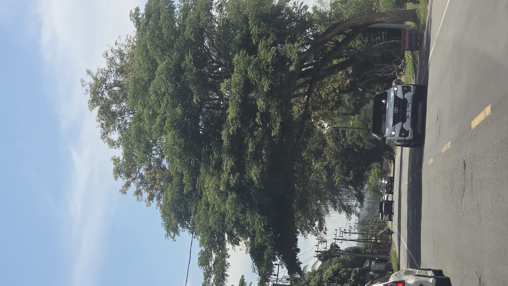 On a sunny day in Sagoe, Indonesia, a line of cars and a motorcycle travels along a paved road. A large, leafy tree dominates the left side of the frame, partially obscuring power lines. On the right side of the road, a sign bearing the word "smartfren" is visible, as well as a white car and a black and white camouflage car. Other vehicles follow behind the camouflage car. The sky is blue with some wispy clouds.