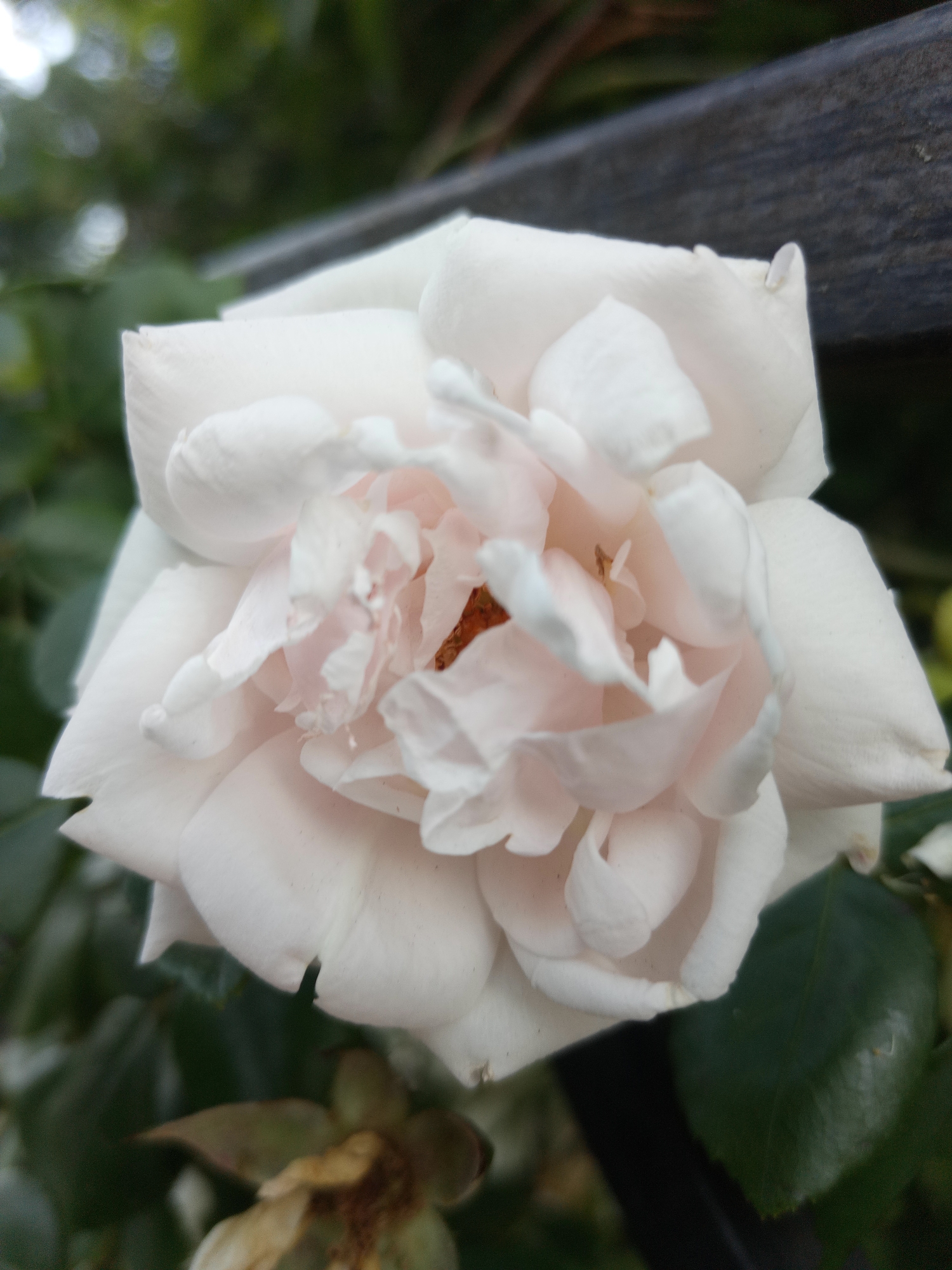 A close-up, slightly angled shot focuses on a single, pale pink rose in full bloom. The rose's petals are delicate and layered, with a slight translucence that allows hints of deeper pink to show through in the center. The texture of the petals is soft and velvety, with some edges showing a slight curl or fraying. In the background, the scene is softly blurred, with dark green foliage creating a natural backdrop. A dark, horizontal bar, possibly a fence or railing, is visible across the upper portion of the image, adding a contrasting element to the organic curves of the rose. The lighting is soft, highlighting the subtle gradients of color and texture on the rose.