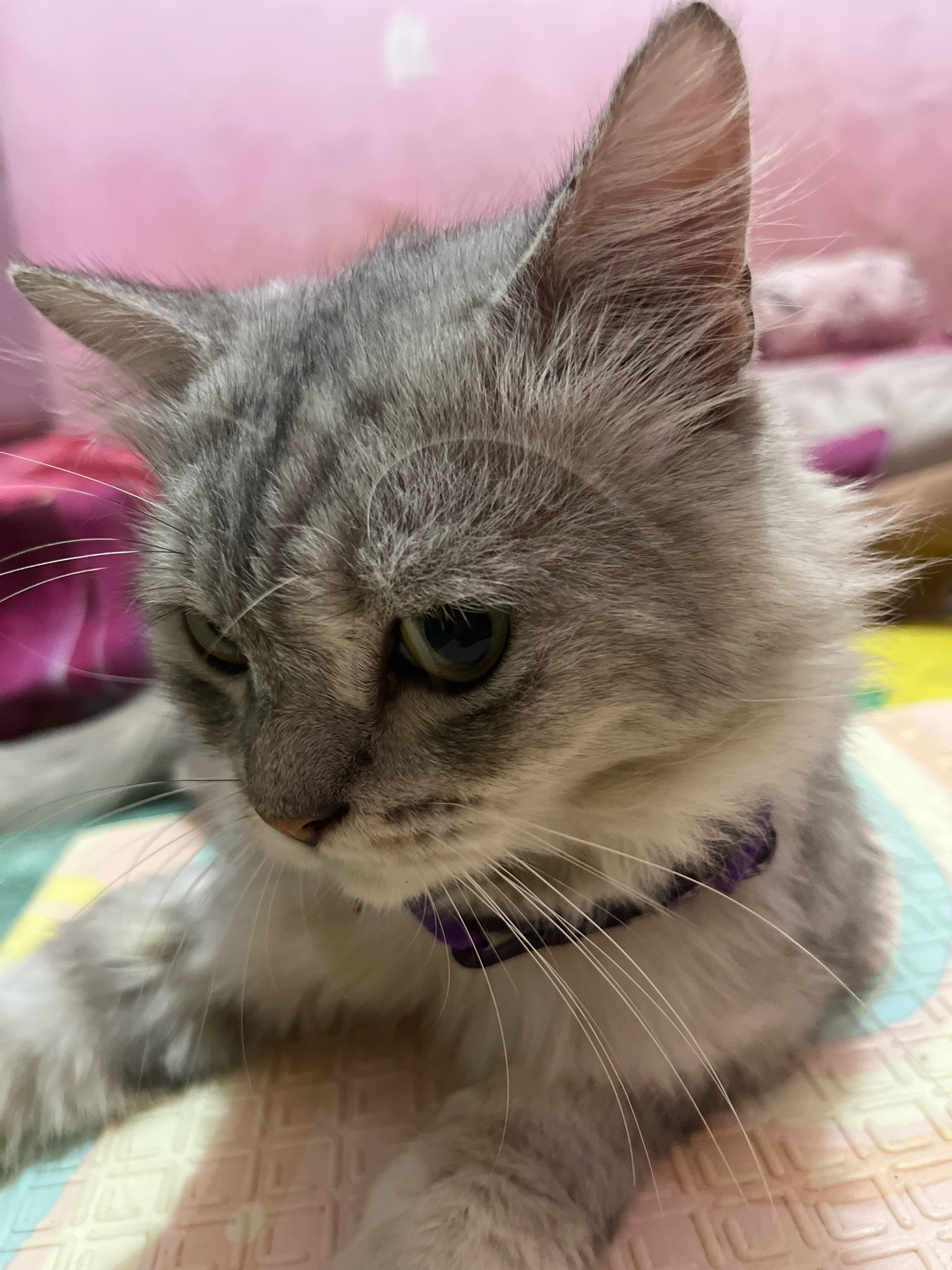 A close-up, eye-level shot shows a fluffy, long-haired gray cat with green eyes looking down and to the left, resting on a colorful, patterned mat. The cat is wearing a thin, purple collar. The background is blurred, featuring a pink surface. The image does not contain any discernible elements to indicate its location in Jatirogo, Indonesia.