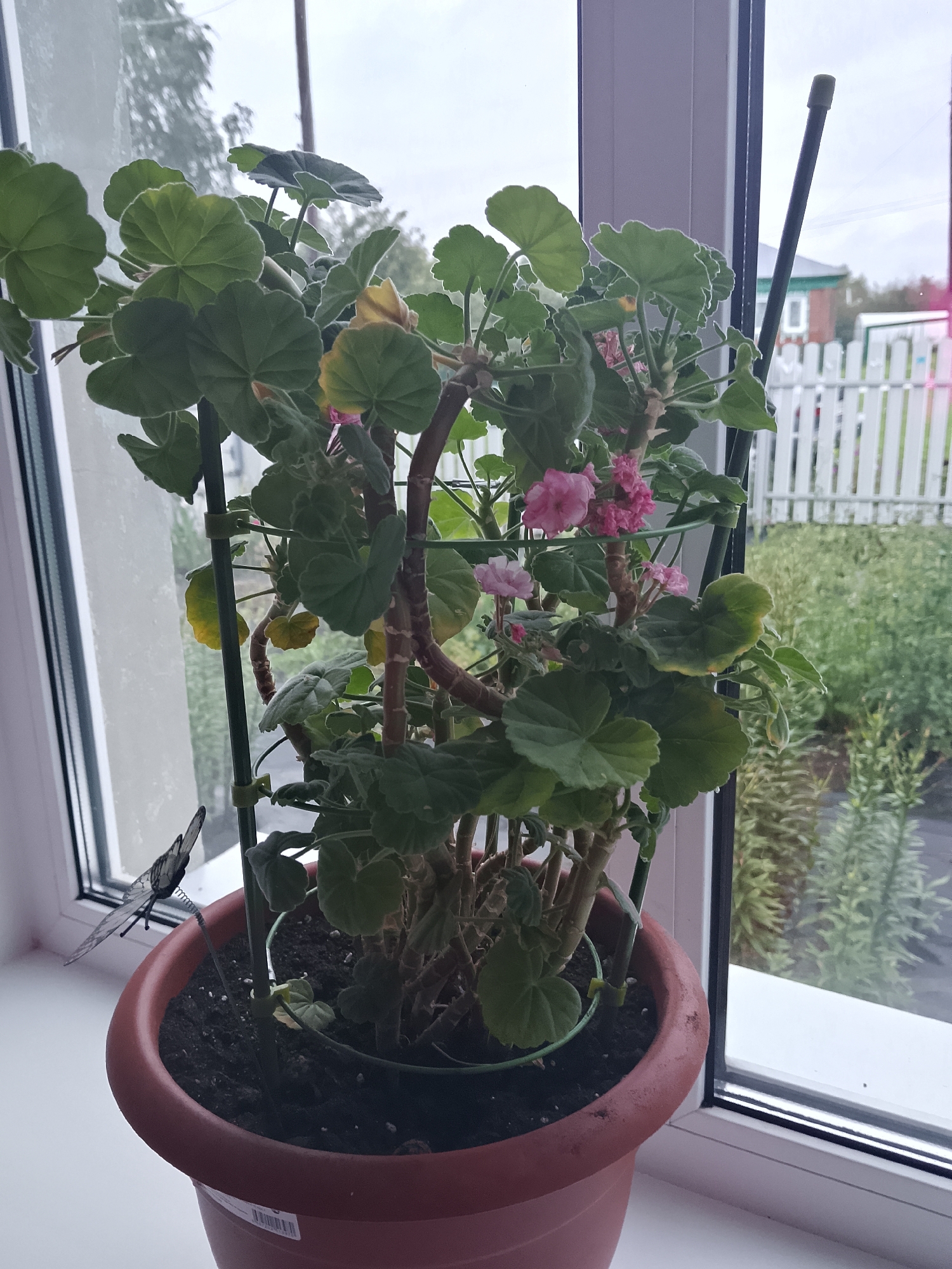 A potted geranium plant with pink flowers and green leaves sits on a white windowsill. A decorative black butterfly with extended wings is perched on a thin wire stand to the left of the plant. In the background, through a window, a white picket fence surrounds a green yard with trees and a house visible. The scene is likely located in Verkhopol'e, Russia, as indicated by the house and fence style. The sky appears overcast.