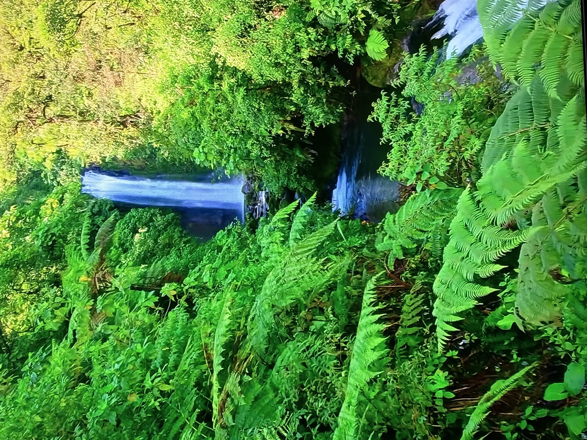 The image depicts a lush, vibrant waterfall cascading down a rocky cliff face, surrounded by dense green foliage. The water is a bright blue, contrasting with the deep green of the ferns and trees. The scene is bathed in natural light, creating a serene and tranquil atmosphere. The image does not contain any people, discernible objects other than the natural environment, or any actions or interactions taking place. The location is not in Krasnokamsk, Russia, as the image depicts a natural landscape.