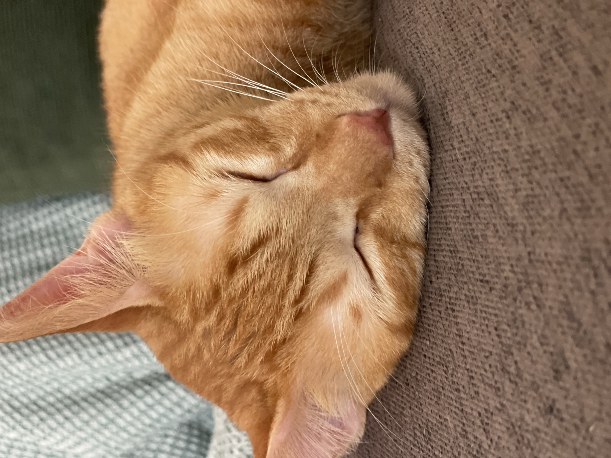 An adult ginger domestic cat (Felis catus) is observed sleeping indoors in Denpasar, Indonesia. The cat's eyes are closed, and its head rests on a textured dark brown upholstered surface, likely a sofa or chair. Its fur is uniformly orange with visible lighter and darker striped patterns on its forehead. A pink nose and numerous prominent white whiskers are present. One ear, exhibiting light pink inner tissue and fine light-colored hairs, is visible on the left side of the frame. In the background, a light green textured fabric with a geometric weave pattern is visible behind the cat's head, with a solid dark green fabric element further to the right. The scene is illuminated by soft, diffuse lighting, indicating an interior setting.