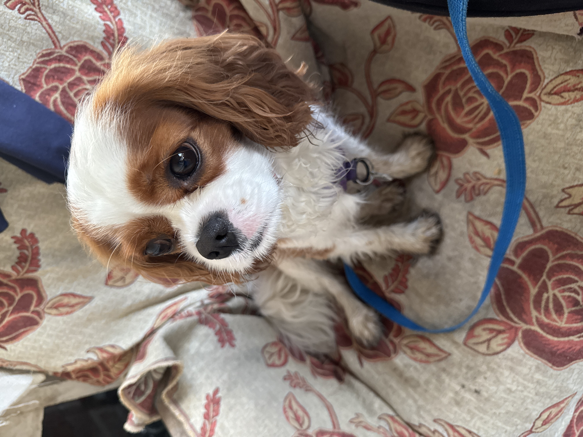 An eye-level medium shot captures a Cavalier King Charles Spaniel sitting on a floral patterned fabric. The dog is facing slightly to the left, with its head tilted upwards and to the left, looking towards the camera. Its coat is predominantly white with distinct reddish-brown markings on its head and ears. The dog is wearing a purple collar with a silver tag. A bright blue leash is draped across its chest and extends out of frame to the right. The fabric it is sitting on has a cream-colored base with a repeating pattern of stylized red roses and green leaves. The background is blurred, suggesting an indoor setting. The lighting is soft, illuminating the dog's face and fur. The scene is set in an unknown location within the city of Unknown, Unknown.