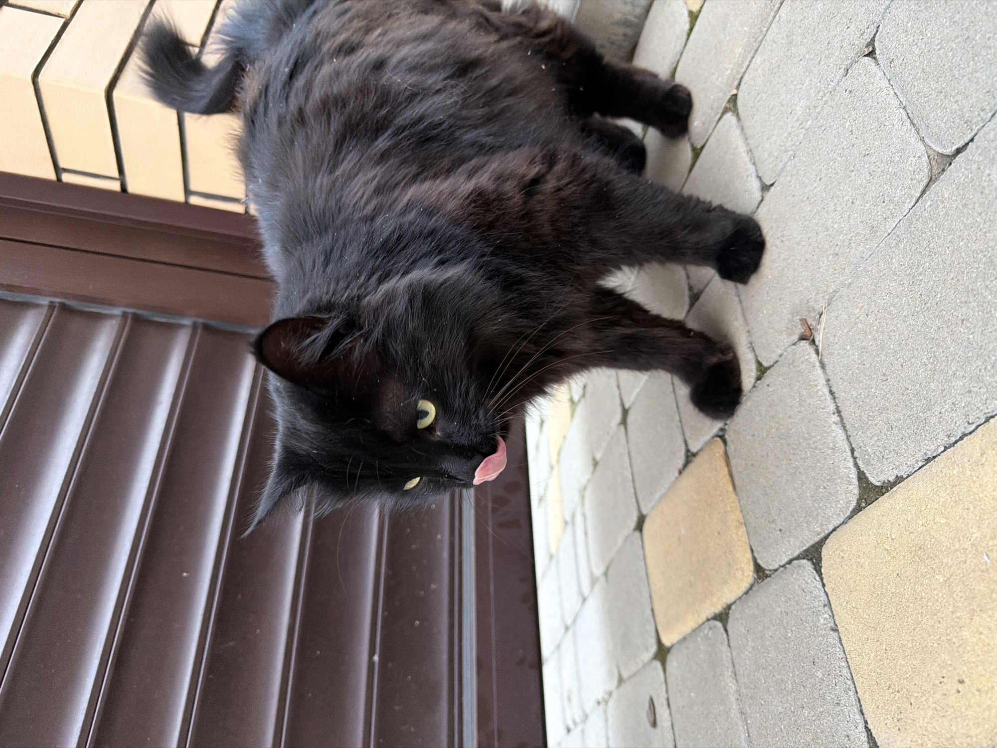 A medium shot captures a fluffy black cat with yellow eyes and its tongue sticking out, standing on a paved walkway. The cat is facing left, with its body angled towards the right. Behind the cat is a dark brown textured garage door. To the right of the garage door, a cream-colored brick wall is visible. The walkway is composed of square pavers in two colors: light gray and a yellowish-tan. The cat appears to be in an outdoor setting, possibly a residential area.