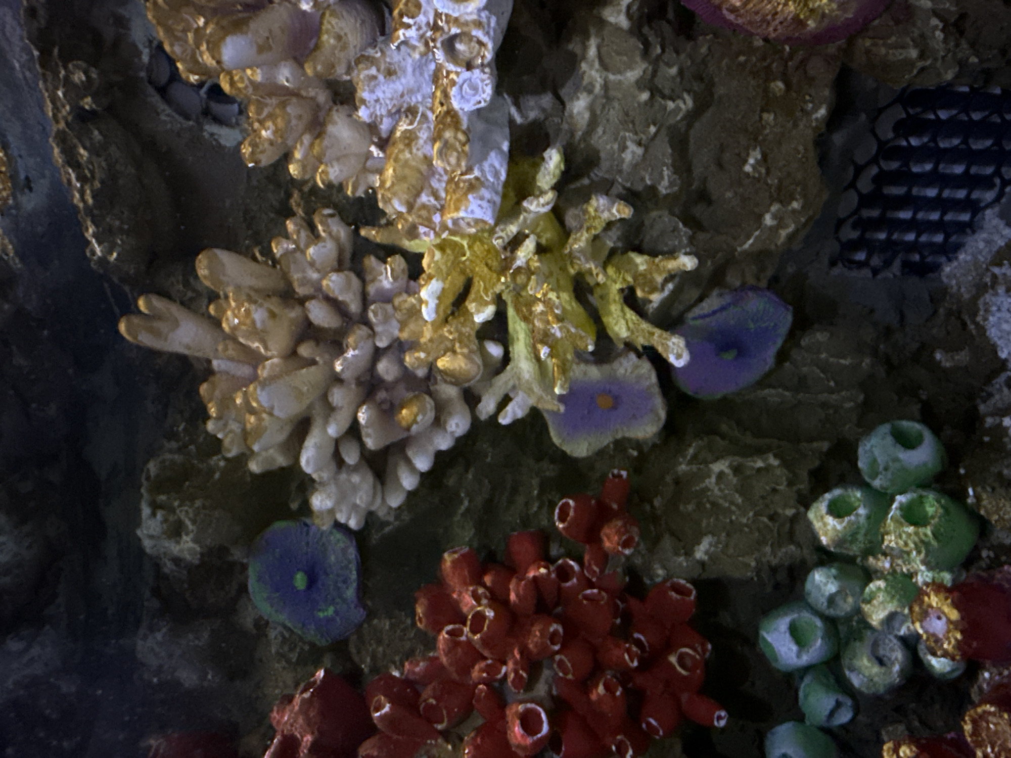 This is an image of a coral reef aquarium. It displays a variety of colorful corals, including red, orange, and white varieties. Some corals appear branched, while others have a more encrusting or plate-like growth form. Several purple and green disc-shaped organisms, likely anemones or zoanthids, are also visible. The background consists of rocks and dark, murky water, characteristic of an underwater environment. There are no people or animals visible in the image. The provided information does not allow for the determination of the location in Tashkent, Uzbekistan.