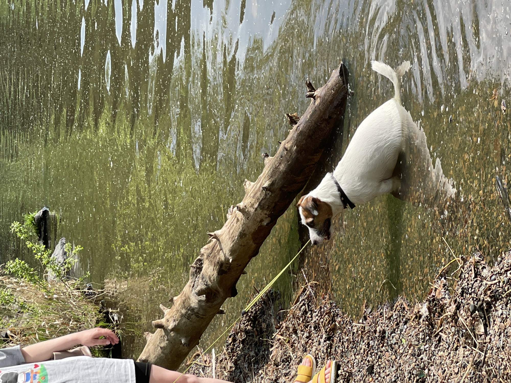A dog is wading into the water on the edge of a shore in an outdoor environment. The dog is mostly white with brown markings on its head, and it wears a black collar. It appears to be submerged about halfway up its body. To the left of the dog, partially submerged, is a light brown fallen log. In the lower part of the frame is a person sitting by the shore, wearing a gray t-shirt, black shorts, and yellow sandals. Bare legs and arms of the person are visible. The shore is covered in small stones and dry grass. The water, reflecting light and trees, is murky green. The location is the city of Zheleznogorsk, Russia.