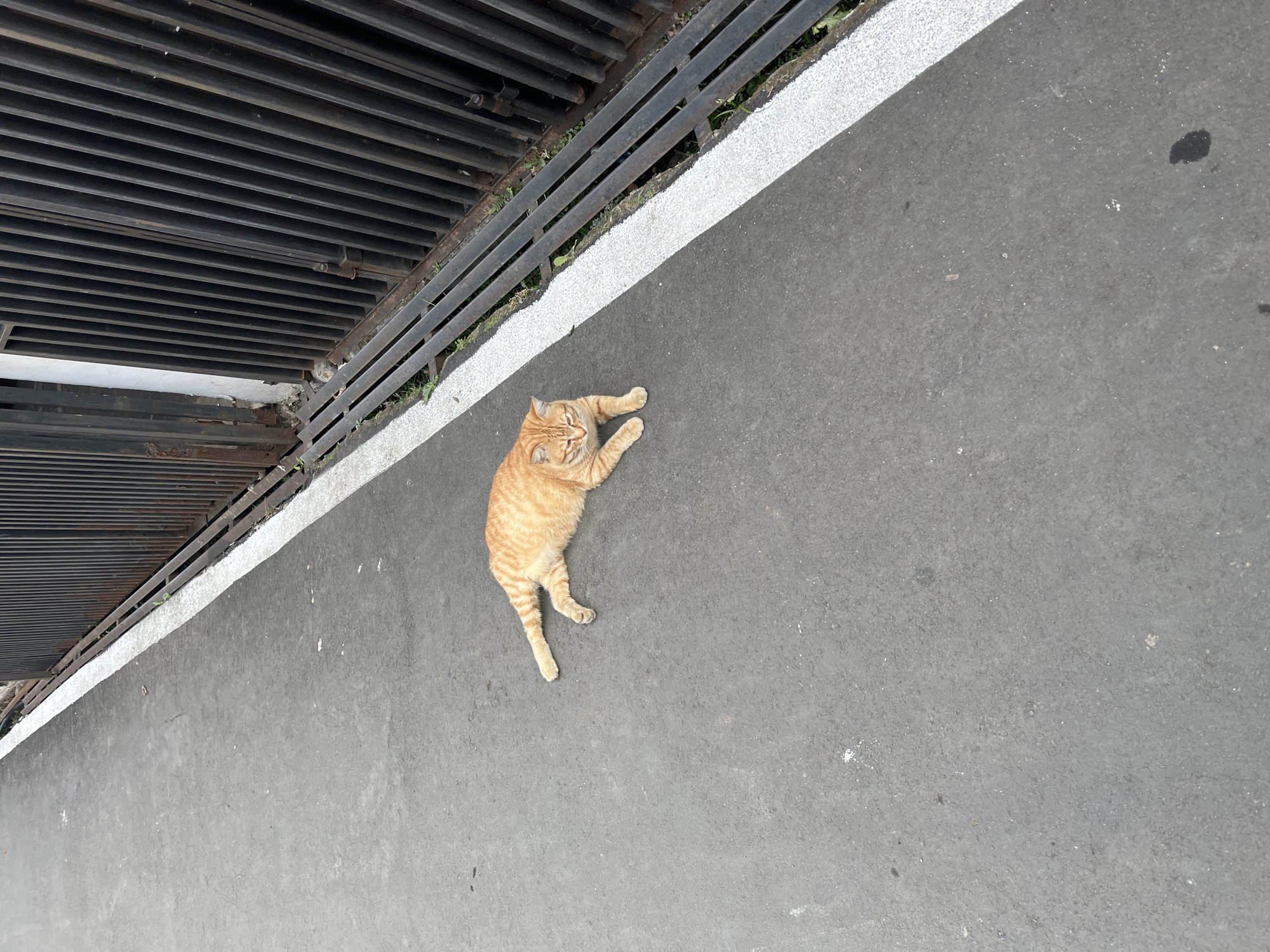 An orange tabby cat is lying on its side on a paved surface, with its front paws extended and its body relaxed. The cat's fur is striped with darker orange. The paved surface is gray asphalt, with a white line bordering it to the right. Beyond the white line is a dark metal fence, composed of vertical bars, which appears to be part of a drainage grate or barrier. Small green plants are visible growing through the grate. The scene suggests an outdoor urban environment.