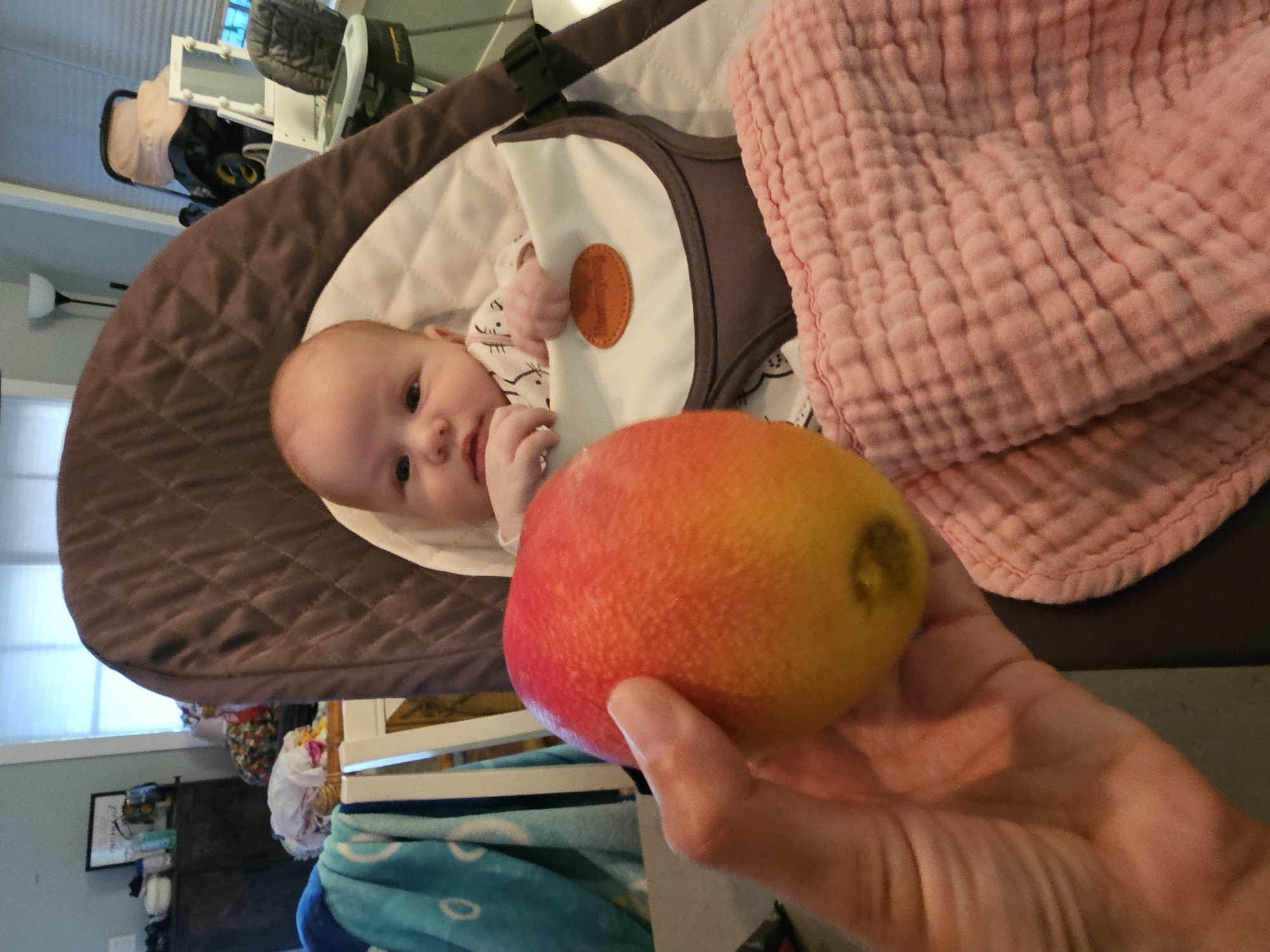 In a domestic indoor setting, a person's hand is holding a ripe mango in the foreground. The mango exhibits a gradient of colors from red and orange to yellow. Behind the mango, a baby is seated in a brown baby bouncer. The baby is wearing a white onesie with a black pattern. The bouncer has a white insert with an orange oval tag. To the right of the bouncer, a pink textured blanket is visible. In the background, various household items are present, including furniture, blankets, and what appears to be a stroller. The overall scene suggests a casual, home environment. The image was taken in Islamorada, United States of America.