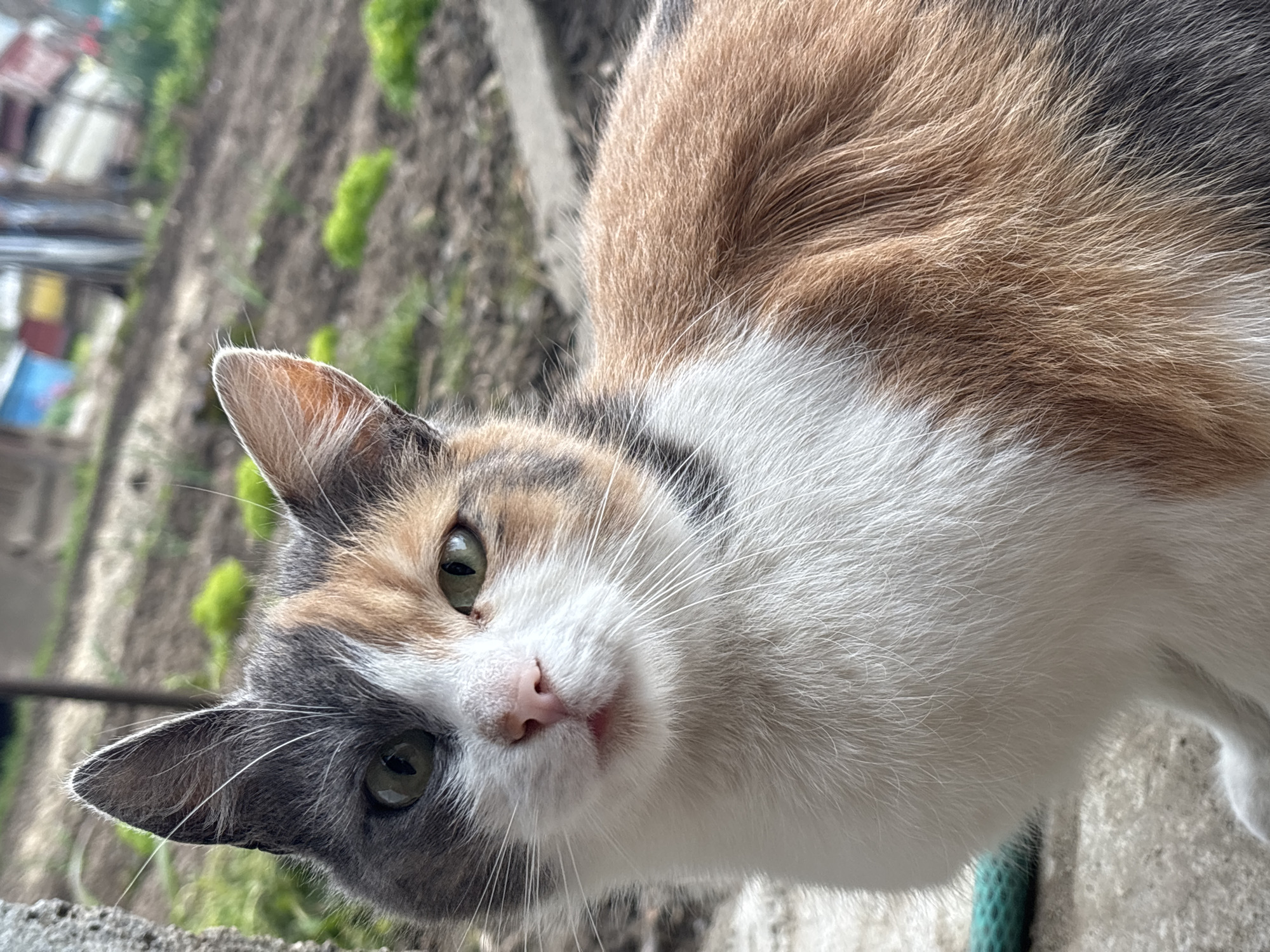 The image shows a close-up of a calico cat outdoors. The cat has white, orange, and grey fur. Its eyes are green. The background appears to be a garden or yard with some green plants and a concrete structure. Some buildings are blurred in the background, possibly indicating a residential area. The location is Lehchevo, Bulgaria.