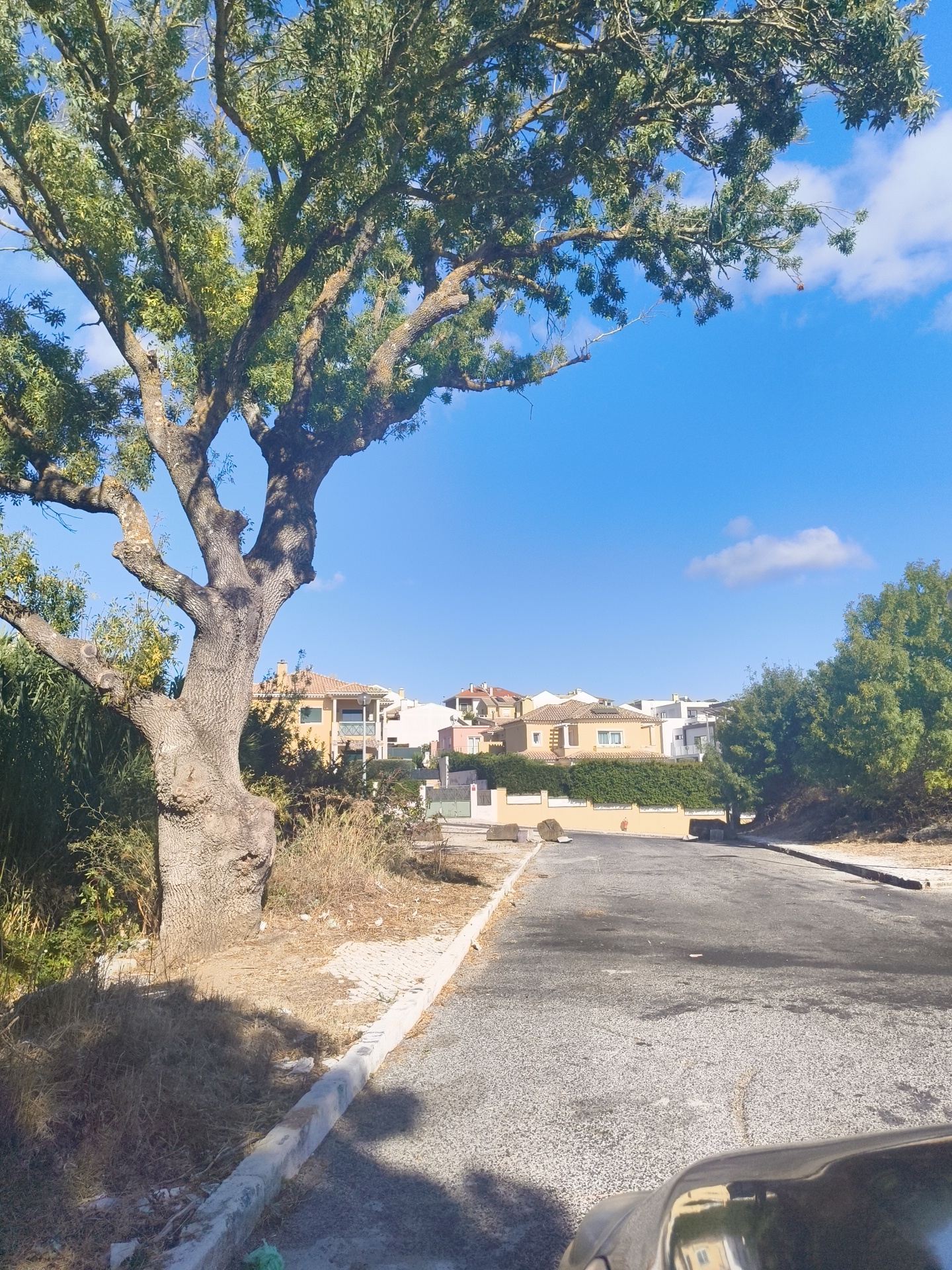 A low-angle shot captures a large, gnarled tree with dense green foliage dominating the left side of the frame. The tree's thick trunk and branches are silhouetted against a bright blue sky dotted with a few wispy clouds. Beyond the tree, a residential area unfolds. Several houses, characterized by terracotta roofs and neutral-colored facades, are visible. Some houses feature balconies and windows, and one is partially obscured by a thick green hedge. A paved road, appearing somewhat uneven and with scattered debris, stretches into the distance, flanked by dry grass and a concrete curb on the left. On the right side of the road, a gentle incline leads to more greenery and trees. The scene appears to be set in a suburban area of Cascais, Portugal, possibly during daylight hours. There are no people or animals visible in the image, and no discernable actions or interactions are taking place. The overall impression is one of a quiet, developing neighborhood bathed in sunlight.