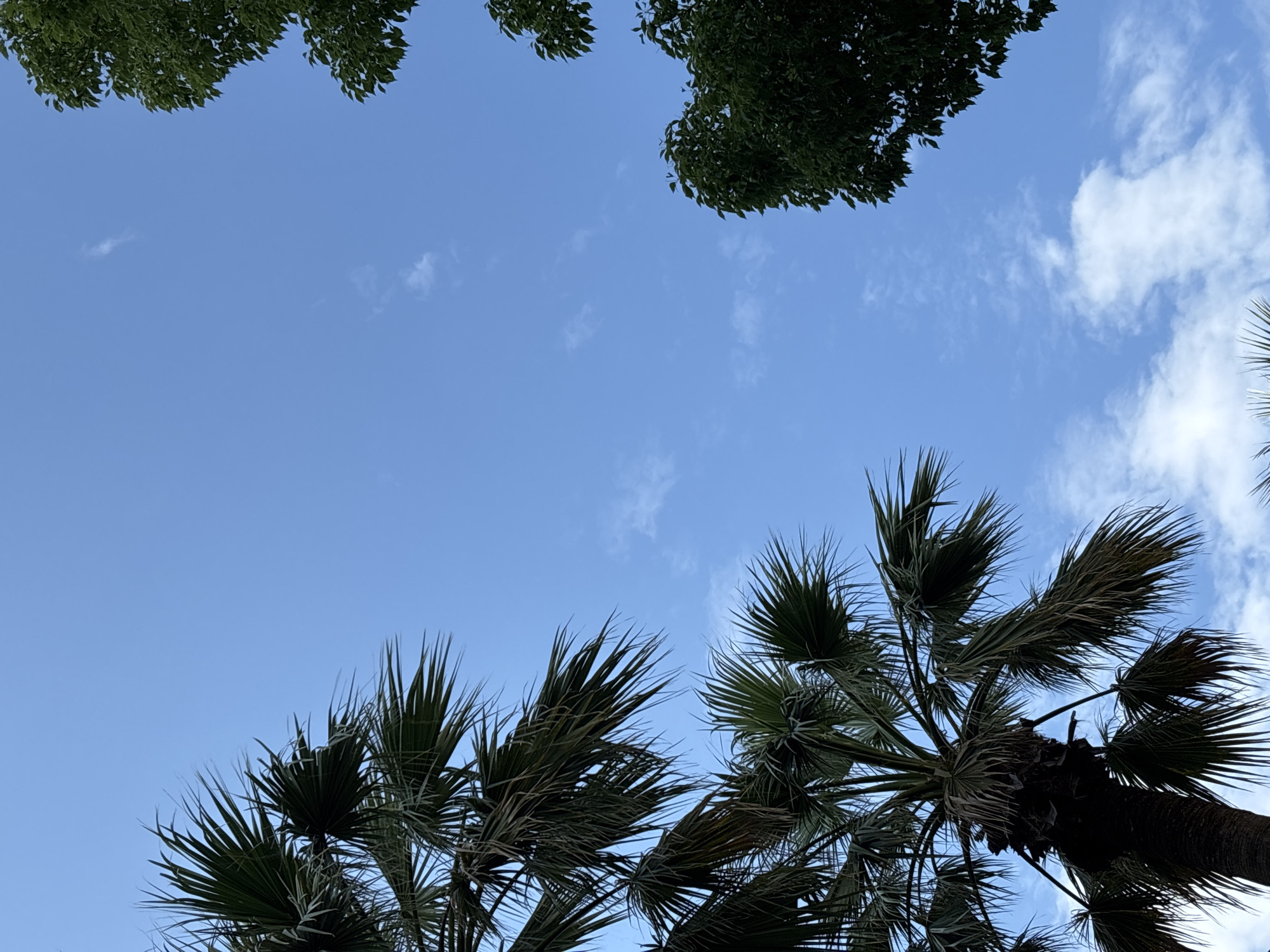 The image shows a clear blue sky with a few wispy clouds. In the foreground, the dark green fronds of a palm tree are silhouetted against the sky, reaching upwards from the bottom left of the frame. To the right, the dense green foliage of another tree is visible, partially framing the sky from the top right. The composition suggests an outdoor setting, likely in a location with a tropical or subtropical climate, such as Sochi, Russia. The overall impression is one of a bright, sunny day.