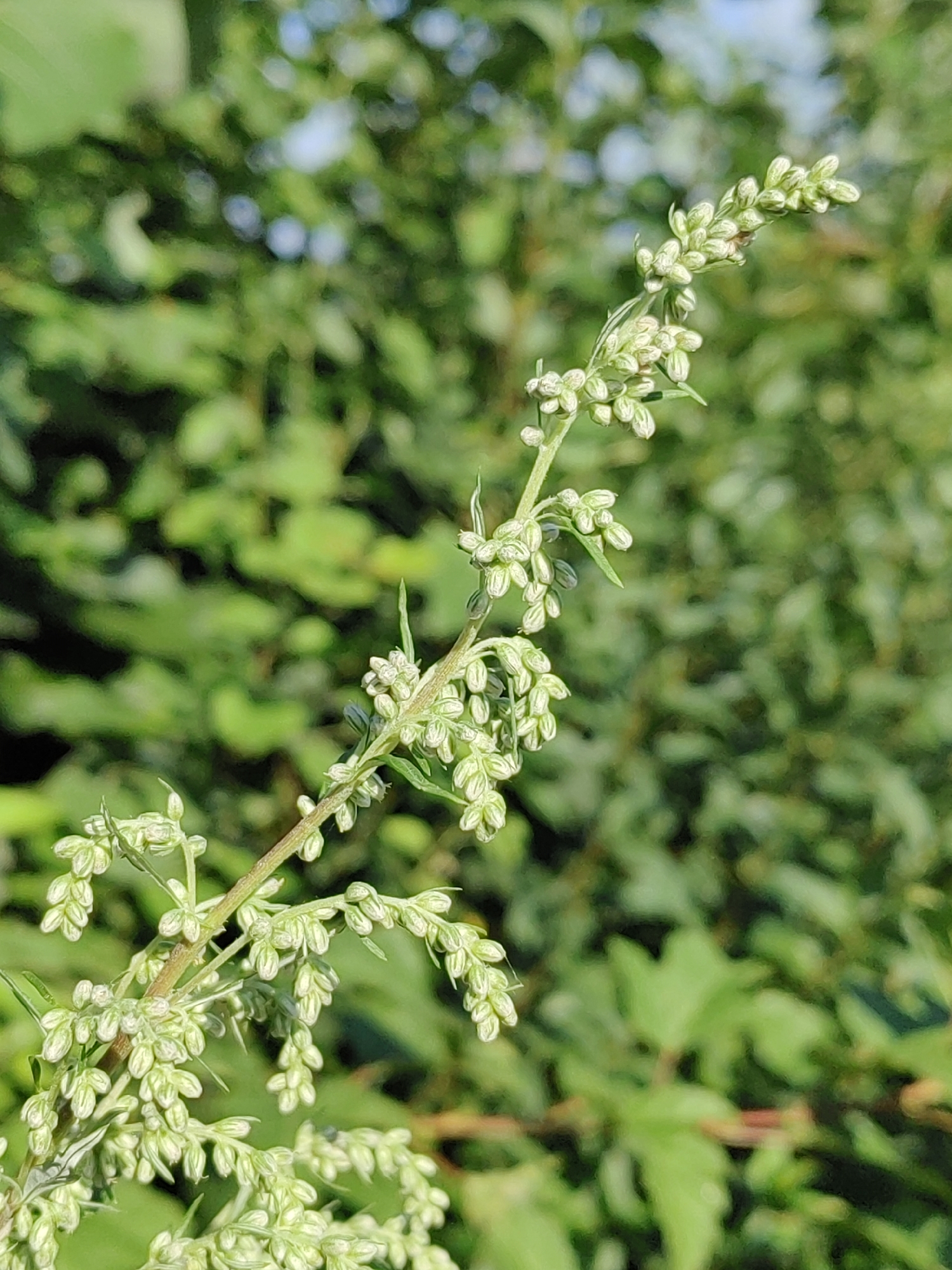 In a shallow depth of field shot, a stem of small, light green flowers, likely belonging to a weed, is the central subject. The flowers are densely clustered along the stem, forming a vertical raceme. The background is a blur of lush green foliage, indicating an outdoor setting in natural light, possibly a park or garden, with hints of blue sky visible through the leaves. The focus is sharply on the floral structure, with the surrounding vegetation rendered out of focus. The scene appears to be devoid of human presence.