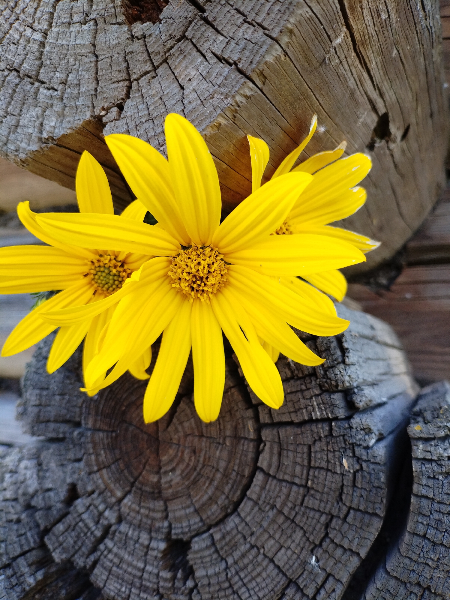 Three bright yellow flowers with prominent, textured centers are positioned in the foreground, resting on weathered, rough-textured wooden surfaces. The wood is characterized by deep cracks, grain patterns, and a gray, aged appearance, suggesting it is part of an outdoor structure or natural element. The flowers, likely daisies or sunflowers due to their petal shape and central disks, are in focus and their vibrant color contrasts sharply with the muted tones of the wood. One flower is in the center, with two others partially overlapping and extending to the left and right. The background is blurred but appears to be more of the same rustic wood. There are no people or animals present in the image. This scene could be found in a park, garden, or natural setting within or near Bialynichy, Belarus, where such rustic wooden elements and wildflowers are common.