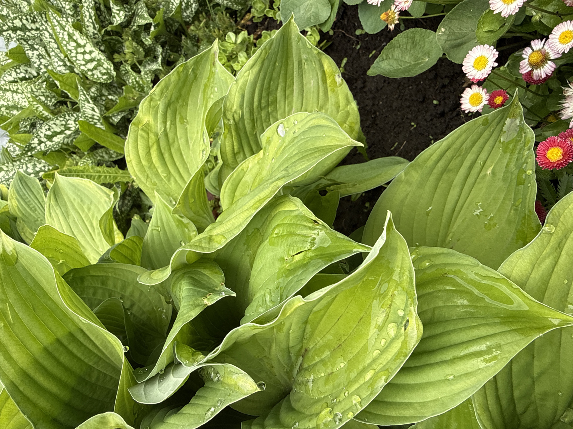 The image depicts a close-up view of a cultivated garden environment in the city of Сизёво, Russia. The foreground and midground are dominated by large, ovate to cordate green leaves, characteristic of Hosta plants, with prominent parallel venation and slightly undulating margins. Numerous translucent water droplets are visible on the surface of these leaves, reflecting ambient light. In the upper right quadrant, behind the Hosta foliage, a densely packed cluster of smaller, variegated leaves is present, displaying a pattern of dark green mottled with irregular white or light green spots. The bottom right section of the image shows dark, exposed soil and several small flowering plants. These flowers exhibit composite heads, resembling daisies, with some featuring white ray florets and yellow central discs, while others display reddish-pink ray florets and yellow central discs. No human figures or discernible actions are present in the scene.