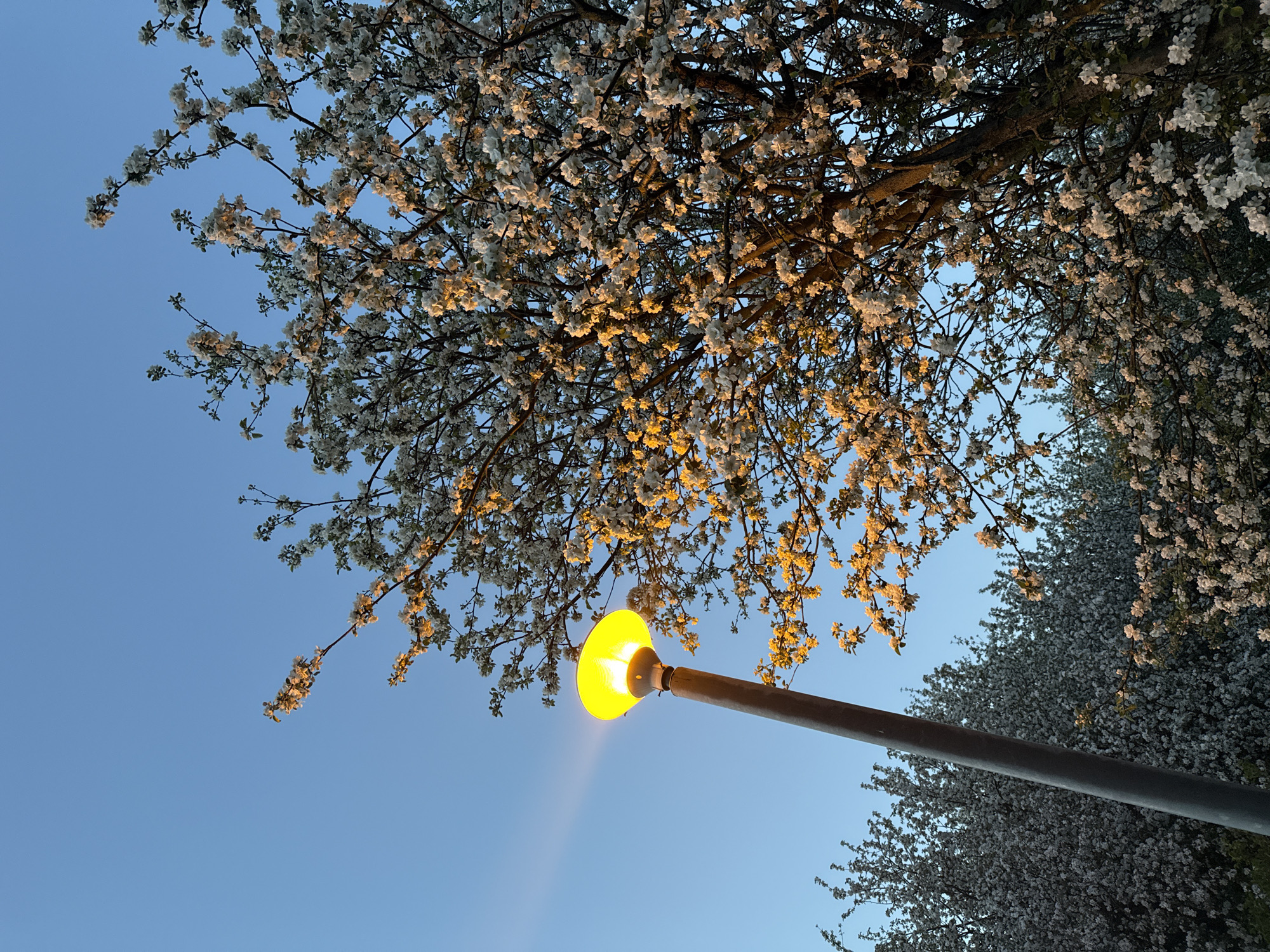 The image depicts a low-angle view of a streetlight amidst blossoming trees against a light blue sky. The streetlight has a yellow glowing bulb, and its pole is visible extending upwards at an angle. Branches with small white flowers surround the light and are silhouetted against the sky, while the flowers nearer to the light are illuminated with a yellow glow. Additional flowering trees are seen in the lower right corner. The scene is likely an urban setting, possibly during early evening or late afternoon given the light conditions. The location, Moscow, Russia, is mentioned.