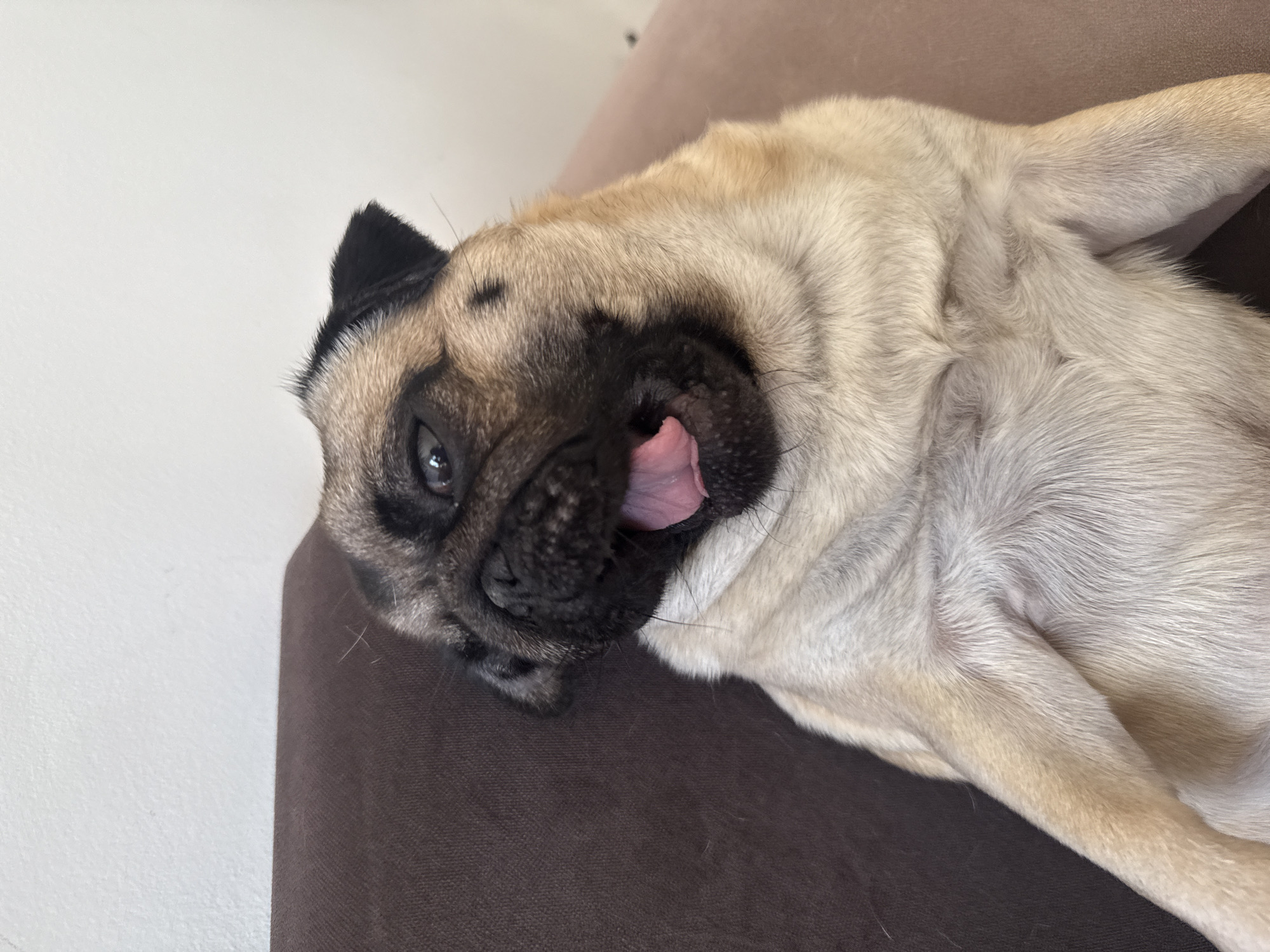 A close-up shot depicts a fawn pug resting on a brown couch. The dog is positioned on its side with its head tilted. Its tongue is lolling out. The background consists of a plain white wall and the brown surface of the couch.