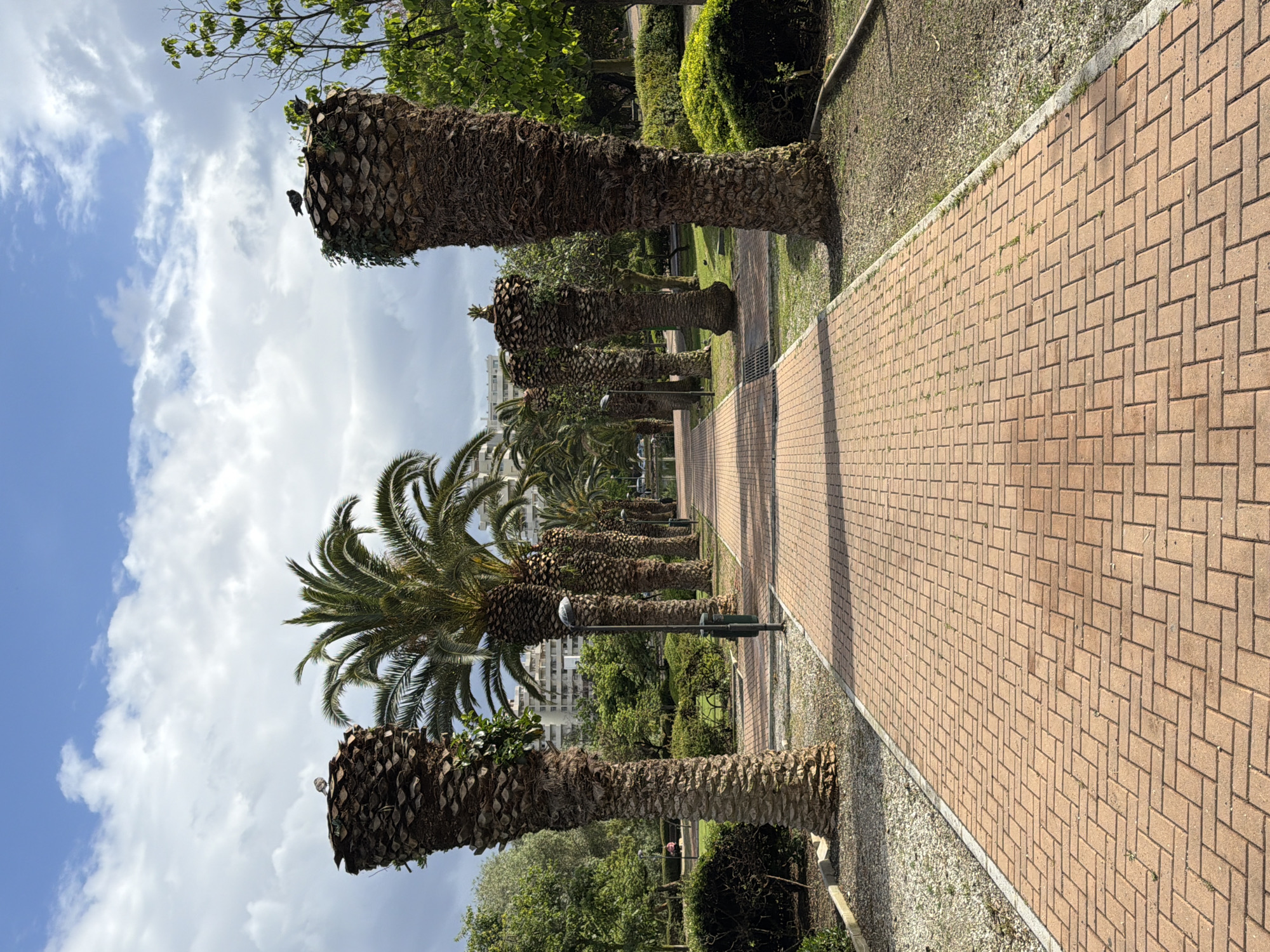The image depicts a pathway lined with pruned palm trees, likely in a park or public space. The pathway is constructed of light brown rectangular paving stones laid in a herringbone pattern. The trees are lined up symmetrically on both sides of the path. Some trees are partially leafy at the top, and others appear trimmed. The sky, with blue and white clouds, is visible on the left. A few buildings can be seen further down the pathway. The location is inferred to be Arroyo De La Miel-benalmadena Costa, Spain, as it has been provided as a location tag. No people are distinctly visible. A lamp post can be seen along the pathway.