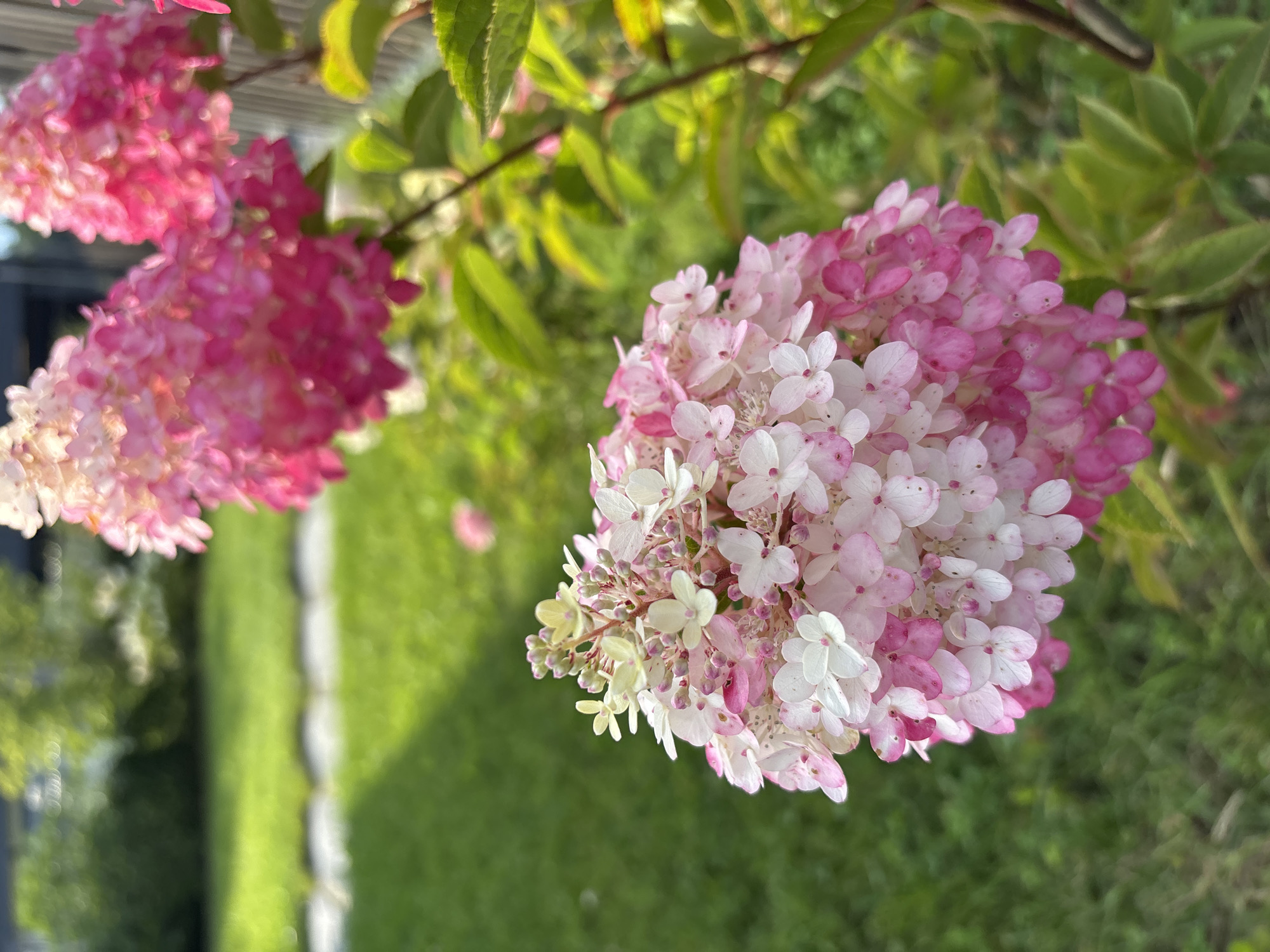 A close-up, eye-level shot focuses on a cluster of pink and white hydrangea flowers in the foreground, with more blooms blurred in the background. The flowers are densely packed, with individual petals visible. To the left, a blurred green lawn stretches into the background, with a paved walkway visible. Sunlight casts a shadow across the lawn from the upper right. The environment appears to be a garden setting, possibly in Zvenigorod, Russia, judging by the presence of a wooden fence and greenery that suggests a temperate climate. No people or animals are present.