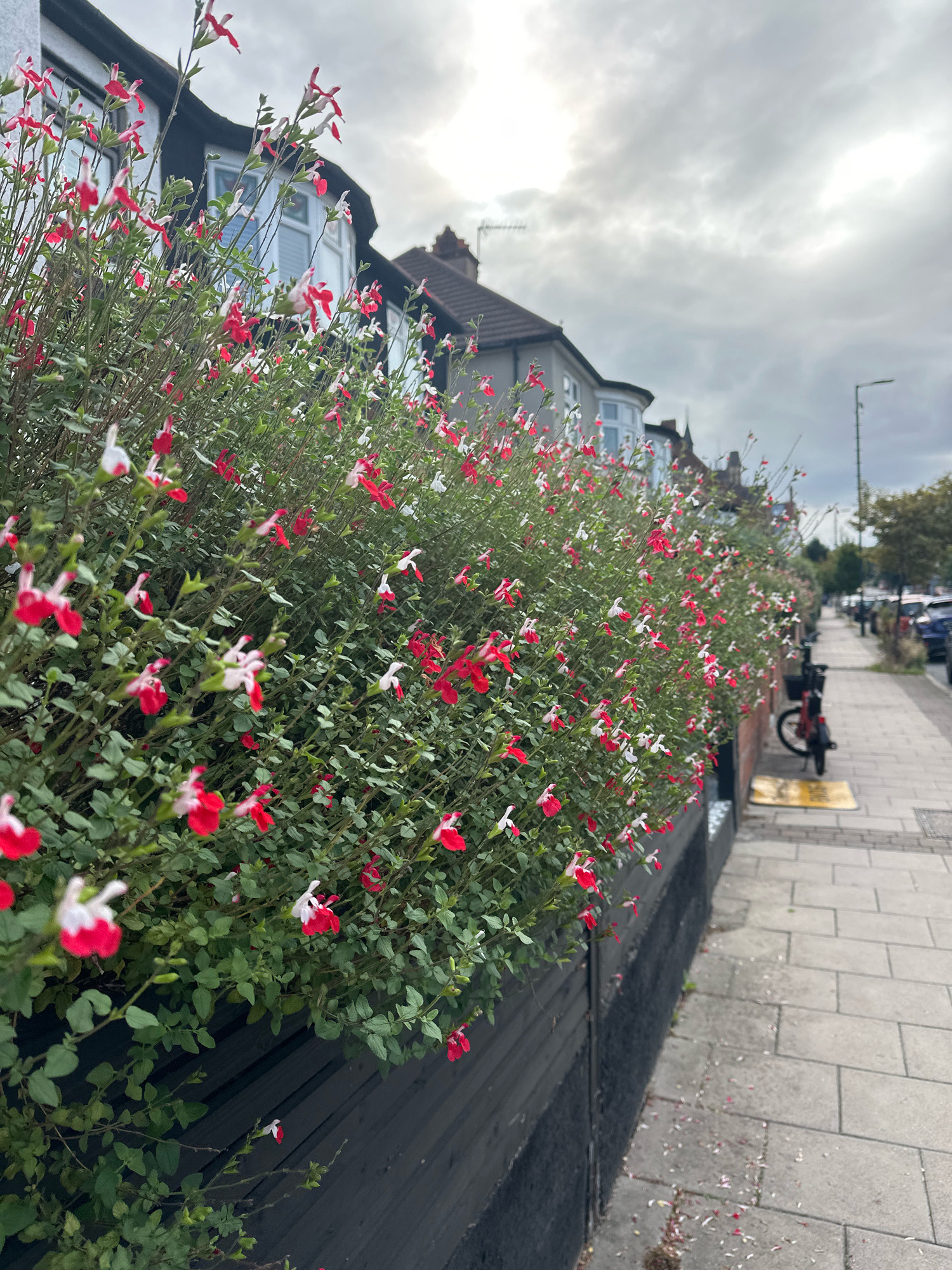 The image depicts a residential street in London, United Kingdom, under a cloudy sky. In the foreground, a dense hedge of green foliage is adorned with numerous small, bi-colored flowers, predominantly red and white. The hedge is contained within a dark wooden planter box that runs along a paved sidewalk.
The sidewalk is constructed from grey paving slabs, some of which have scattered petals from the flowering hedge. To the right of the sidewalk, a dark-colored bicycle with a basket is parked. Beyond the bicycle, a street lamp stands tall. Further down the street, cars are parked along the side of the road.
In the background, terraced houses with white window frames and dark roofs line the street. Some houses have distinctive bay windows. The architecture suggests a typical London suburban setting. The overall atmosphere is subdued due to the overcast weather. There are no people visible in the image.