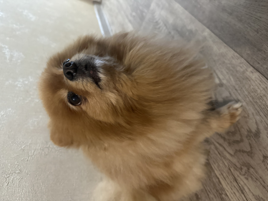 A small, fluffy Pomeranian-type dog with reddish-brown fur is depicted indoors, in the city of Raevka, Russia. The dog is positioned on a light greyish-brown laminate or wood-patterned floor, its body angled slightly to the left, and its head turned upwards and to the right, looking towards an unseen point above the frame. Its dark eyes are open, and a small pink tip of its tongue is visible between its slightly parted lips. The background features a textured, light-colored wall, possibly beige or off-white. A faint vertical seam or corner is visible in the far right background. No other subjects or objects are present within the immediate scene.
