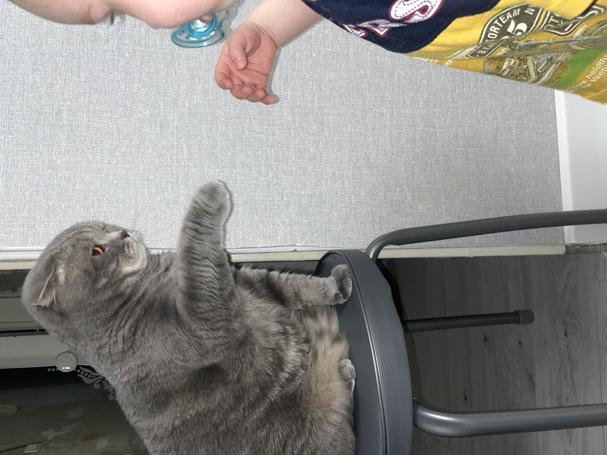 A gray Scottish Fold cat is perched on a gray padded chair, its right paw raised in the air. A child's hand and part of a child's shirt are visible in the top right corner of the image. A baby pacifier is also visible on the left. The image was captured indoors, possibly in a residence in Chaikovsky, Russia. The floor appears to be tiled or laminated wood.