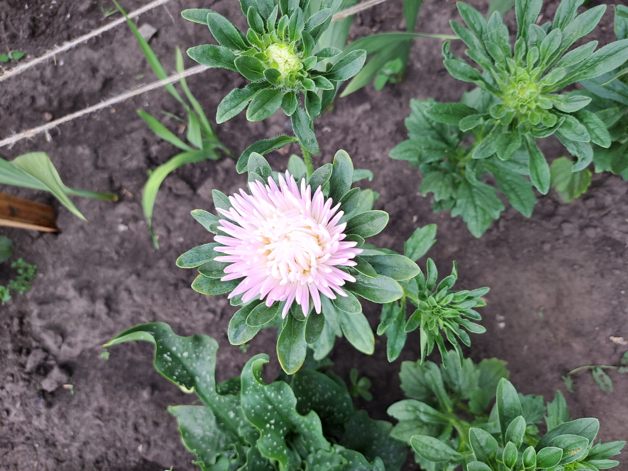 A close-up, overhead shot captures a pink aster flower blooming in dark soil, likely in the city of Chernetsk, Russia. The flower's petals are delicate and layered, with a lighter center. Surrounding the aster are several green buds, also on stems, and broad, deep green leaves. Some of these leaves have white speckles. The soil is damp and uneven, with a few small green sprouts and blades of grass visible. A wooden stake and two strands of twine are also present in the background, suggesting a garden setting.