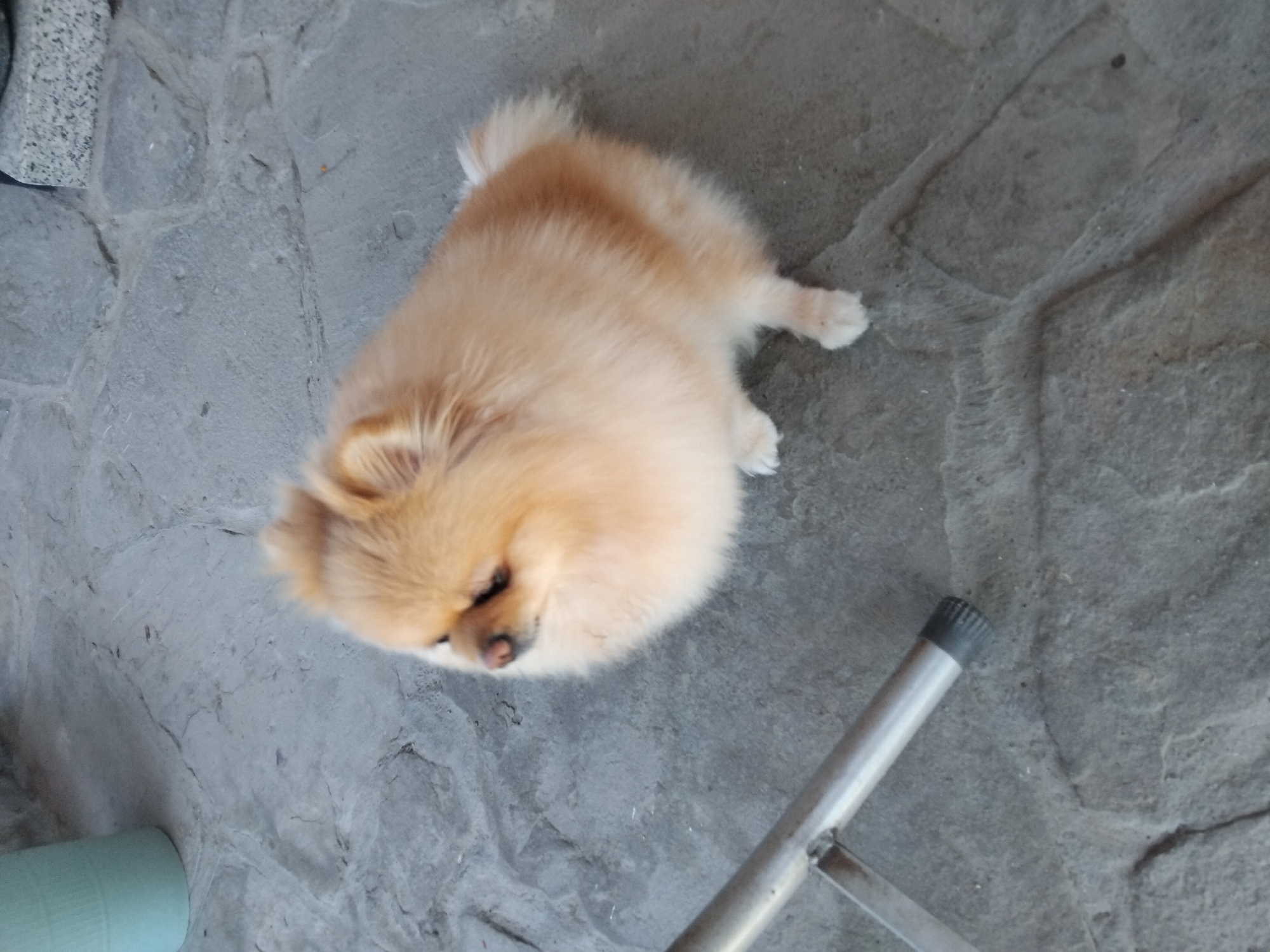 A fluffy, light-brown Pomeranian dog is sitting on a textured, gray stone patio. The dog is facing to the left, with its head turned slightly towards the viewer. Its eyes are dark and its nose is a pinkish-brown. To the left of the dog, a metal chair leg with a black rubber cap is visible, extending diagonally from the bottom left corner of the frame. In the upper left background, a portion of a light blue cylindrical object, possibly a planter or a bin, is visible. The background consists of the irregular gray stone slabs of the patio. The scene is outdoors, likely in a courtyard or garden. The specific location in Apriltsi, Bulgaria is not discernable from the image itself.