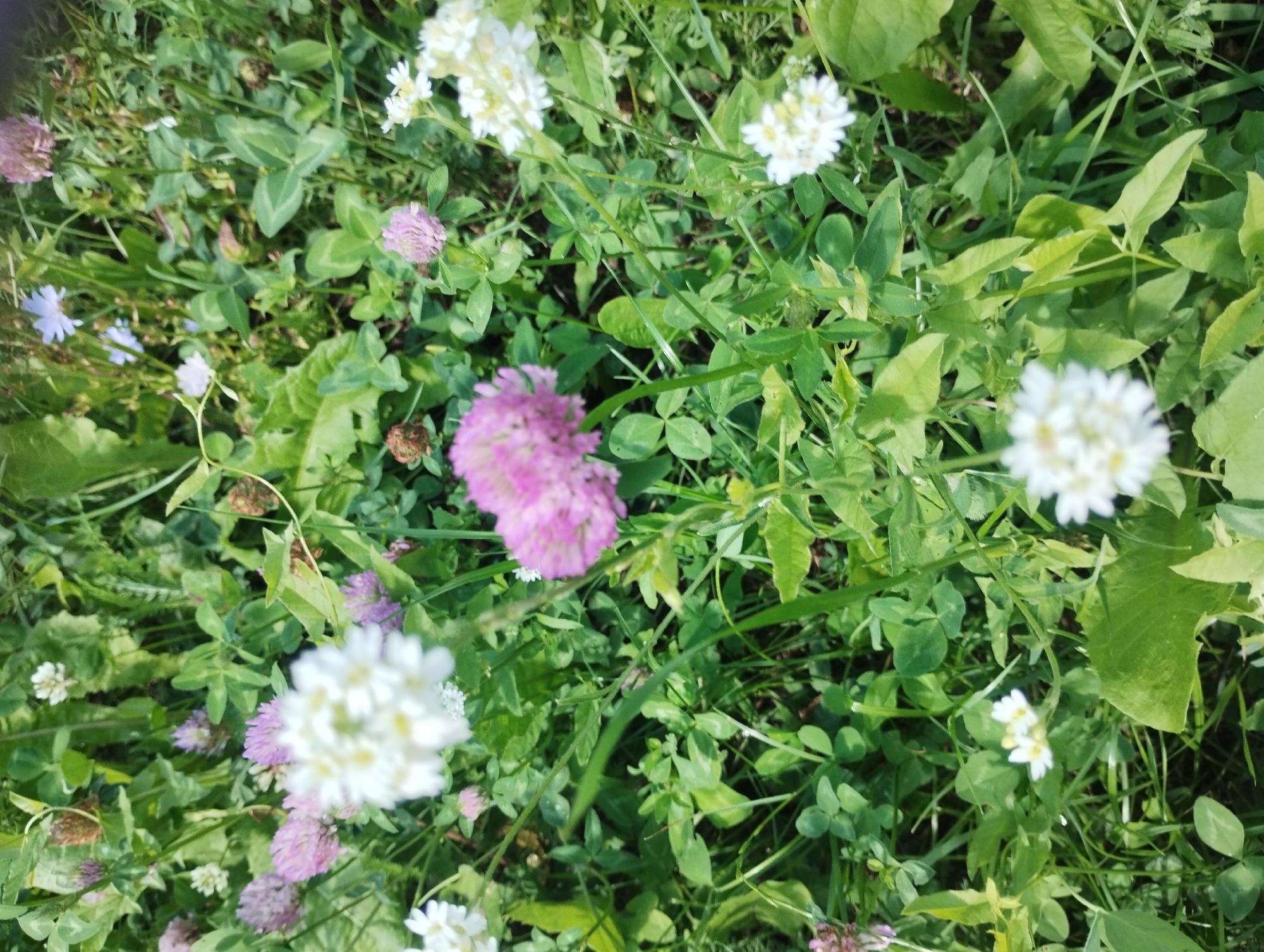 This is an eye-level, close-up, full shot of a meadow full of clover and other wildflowers. The scene is dominated by lush green foliage and interspersed with clusters of pink and white flowers. Several purple clover blooms are visible, most notably one large, spherical cluster in the center-left, and another smaller one slightly above and to the right. White clover blooms are also present, with a prominent cluster in the upper-left, and smaller ones scattered throughout. The ground is covered in dense green clover leaves. The lighting suggests it is daytime, with the sun casting a bright light on the foliage. No people or animals are present in the image. The image appears to be taken outdoors, in a natural setting such as a park or field. The image does not contain any specific landmarks that would allow for precise location identification within the city of Sumy, Ukraine.