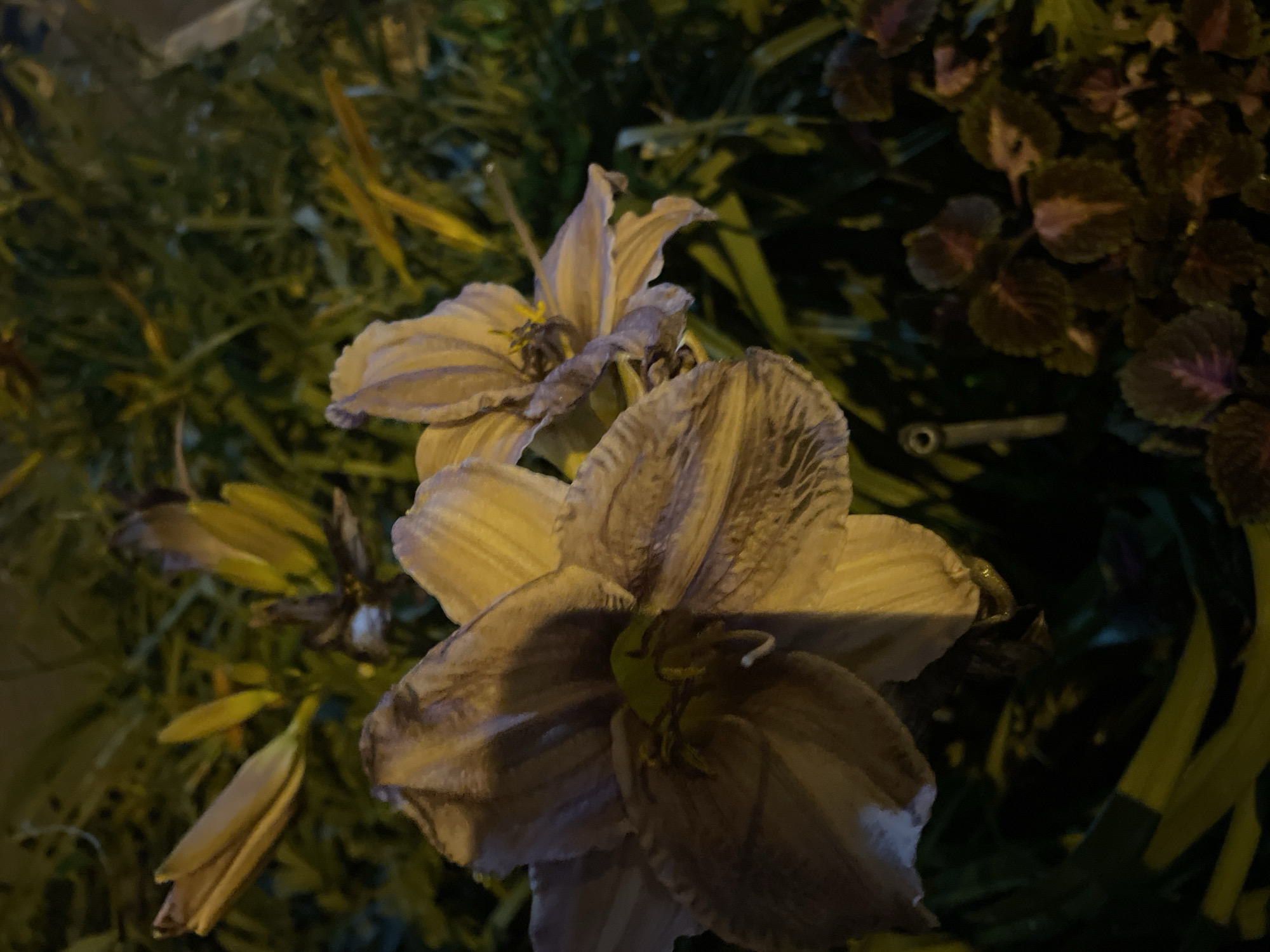 The image shows two pale, drooping flowers, likely lilies, with visible veins on their petals and stamen. The flowers are illuminated by artificial light, creating strong shadows and highlighting their withered state. Behind the flowers, there is dense green foliage, some of which appears to be in shadow. In the lower right corner, there are smaller plants with dark purple and green leaves. The overall setting suggests an outdoor environment at night, possibly a garden or park. There are no people visible in the image. The image is a close-up shot, focusing on the texture and form of the flowers. The location in the city of Krasnogorsk, Russia, is not visually identifiable from the image itself.