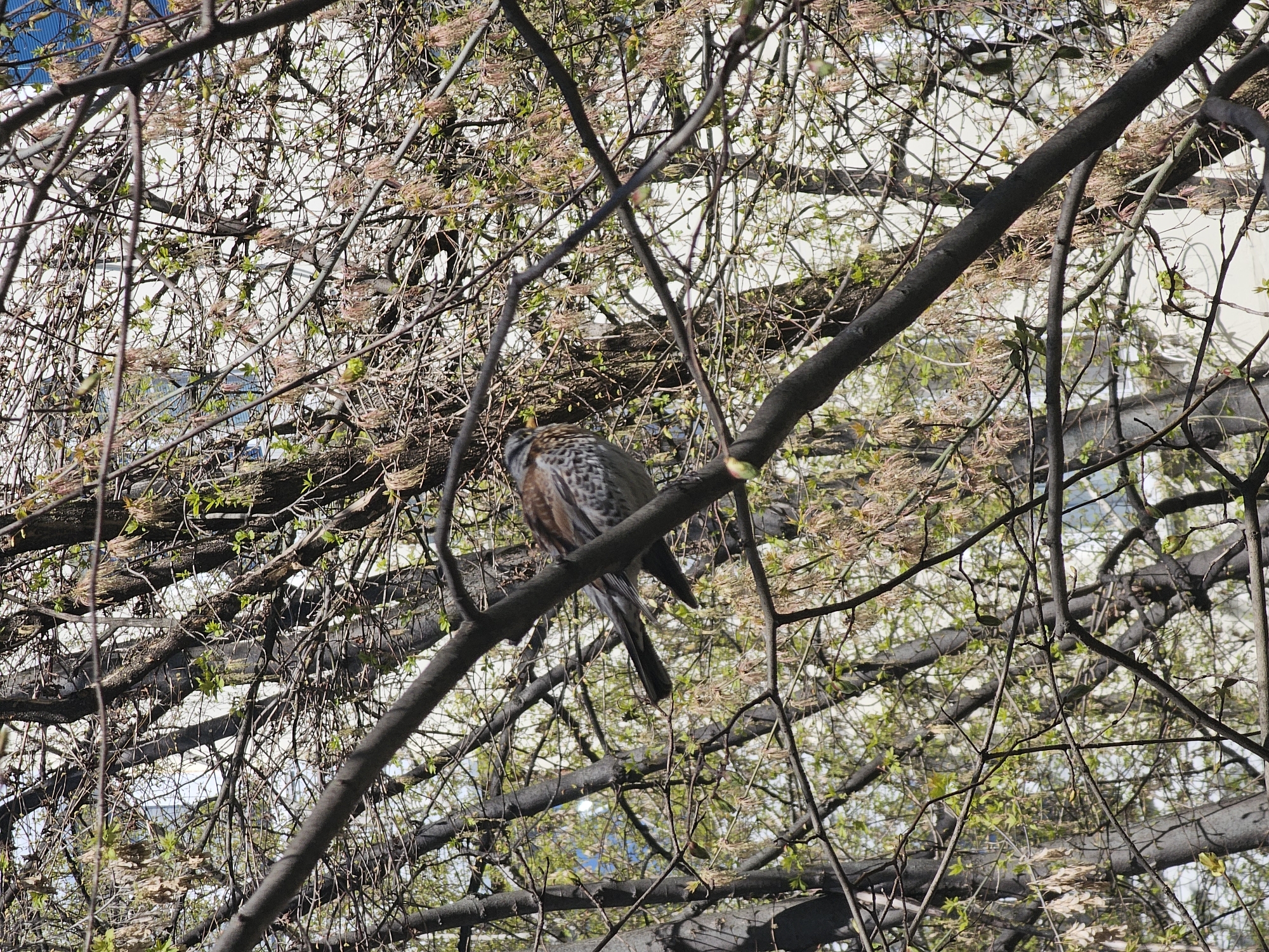 A bird is perched on a branch of a tree. The bird is brown and white, with a long tail. The tree is in the city of Khimki, Russia. The trees appear to be in bloom. The background consists of buildings and sky.