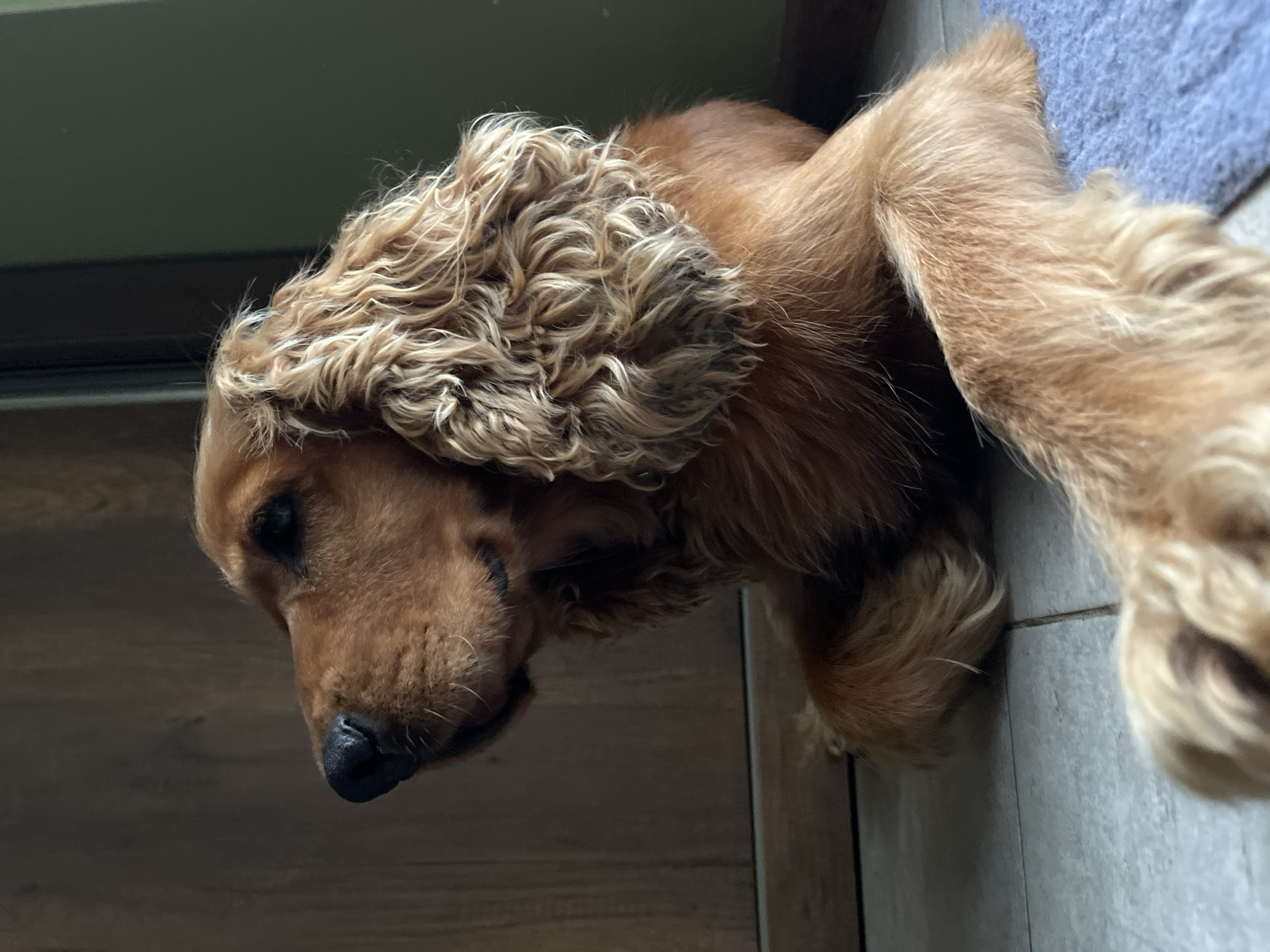A medium shot captures a golden-colored Cocker Spaniel dog resting on a tiled floor, with a wooden door and a green wall visible in the background. The dog is lying down, with its head turned to the left, looking upwards. Its fur is a rich golden brown and appears slightly wet or tousled, particularly around its ears. The dog's paws are visible, with one extended forward onto a blue textile. The lighting is dim, with a strong light source from the upper left, casting shadows and highlighting the dog's features. The overall impression is one of a relaxed pet in an indoor setting. There are no people present in the image. The scene is likely within a residential property in the city of Ureki, Georgia, given the typical interior architecture and flooring.