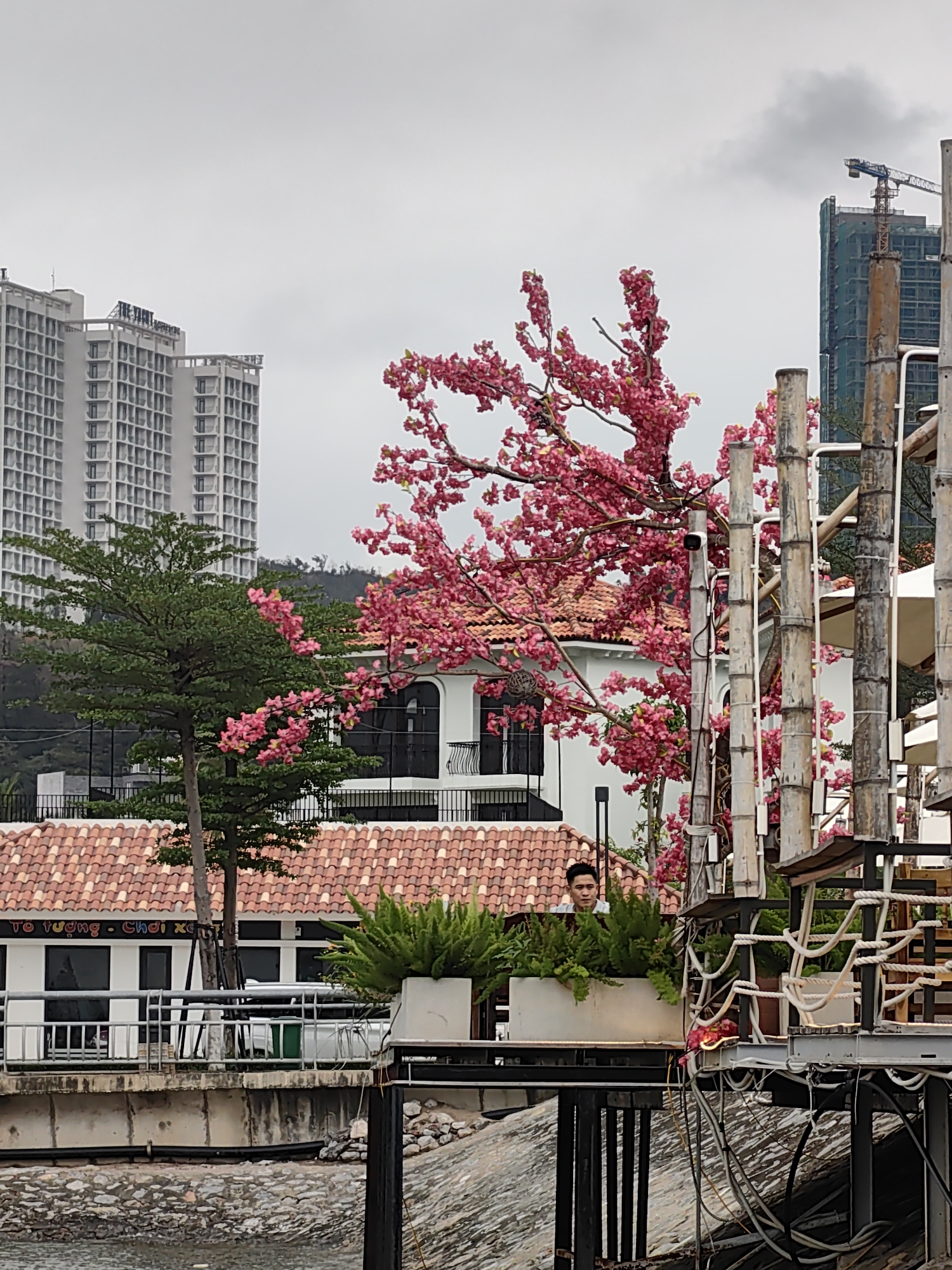 The image depicts an outdoor scene in Bai Chay Ward, Vietnam, on an overcast day. The foreground features a waterfront area, with a stone embankment. A platform elevated on metal supports holds planters filled with green ferns. A man stands behind the planters, partially visible. To the right, there is a structure made of bamboo and metal framework. In the background, there are buildings with terracotta tile roofs. A white building with black-framed windows and a balcony is partially visible. A tall green tree with pink blossoms is positioned next to the building. Further back, there are two high-rise buildings, one under construction with a crane visible atop it. A finished high-rise building is also visible. Overhead, the sky is overcast and gray.